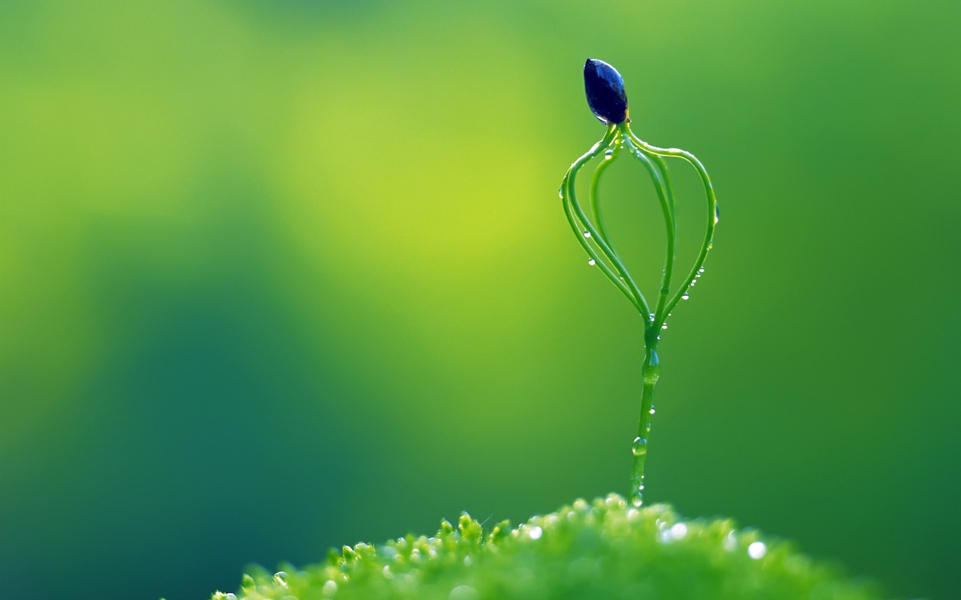 Close-up of a young plant sprout with water droplets HD Wallpaper