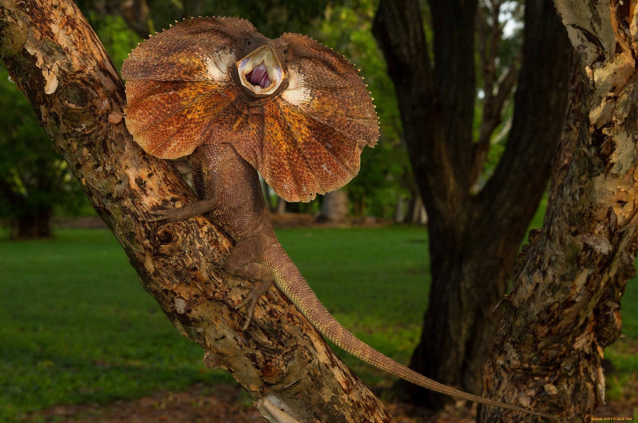 Frilled lizard with mouth open on a tree branch HD Wallpaper