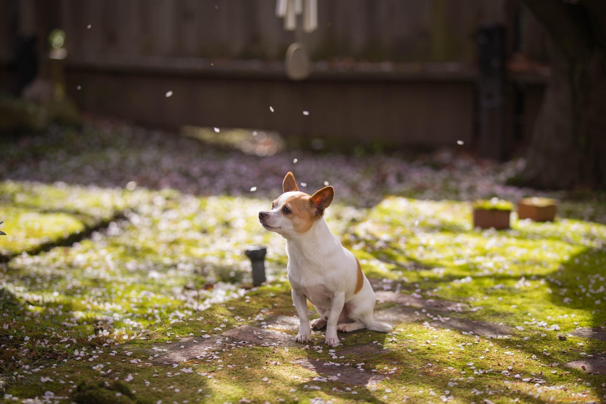 A small dog sits in a garden covered in petals HD Wallpaper