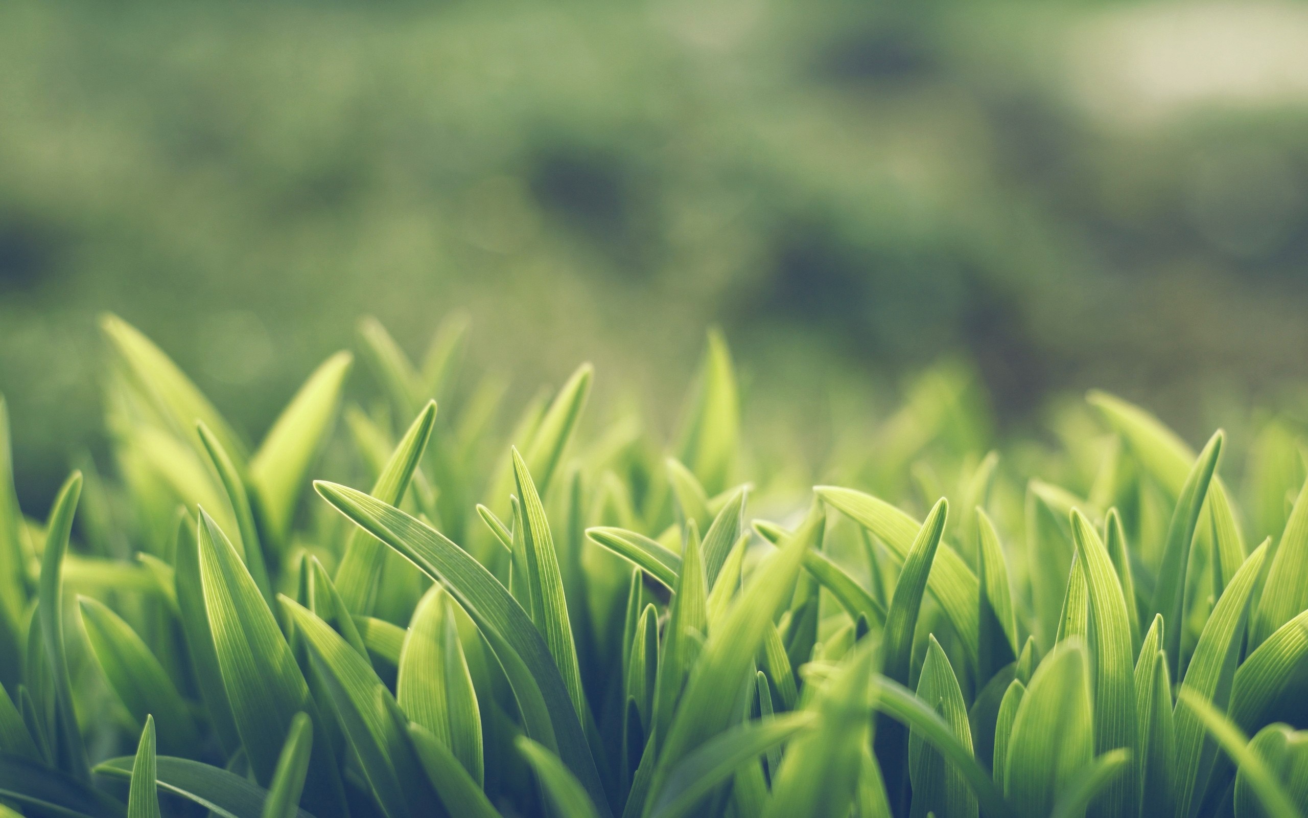 Close up of green grass blades with blurred background HD Wallpaper