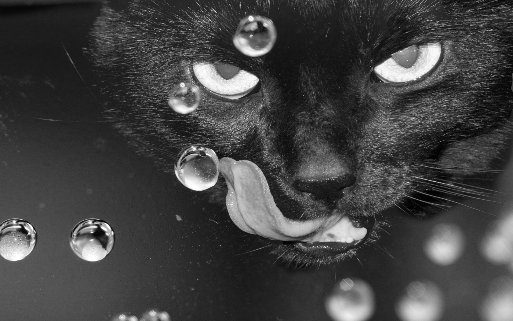 Black cat licking water droplets HD Wallpaper