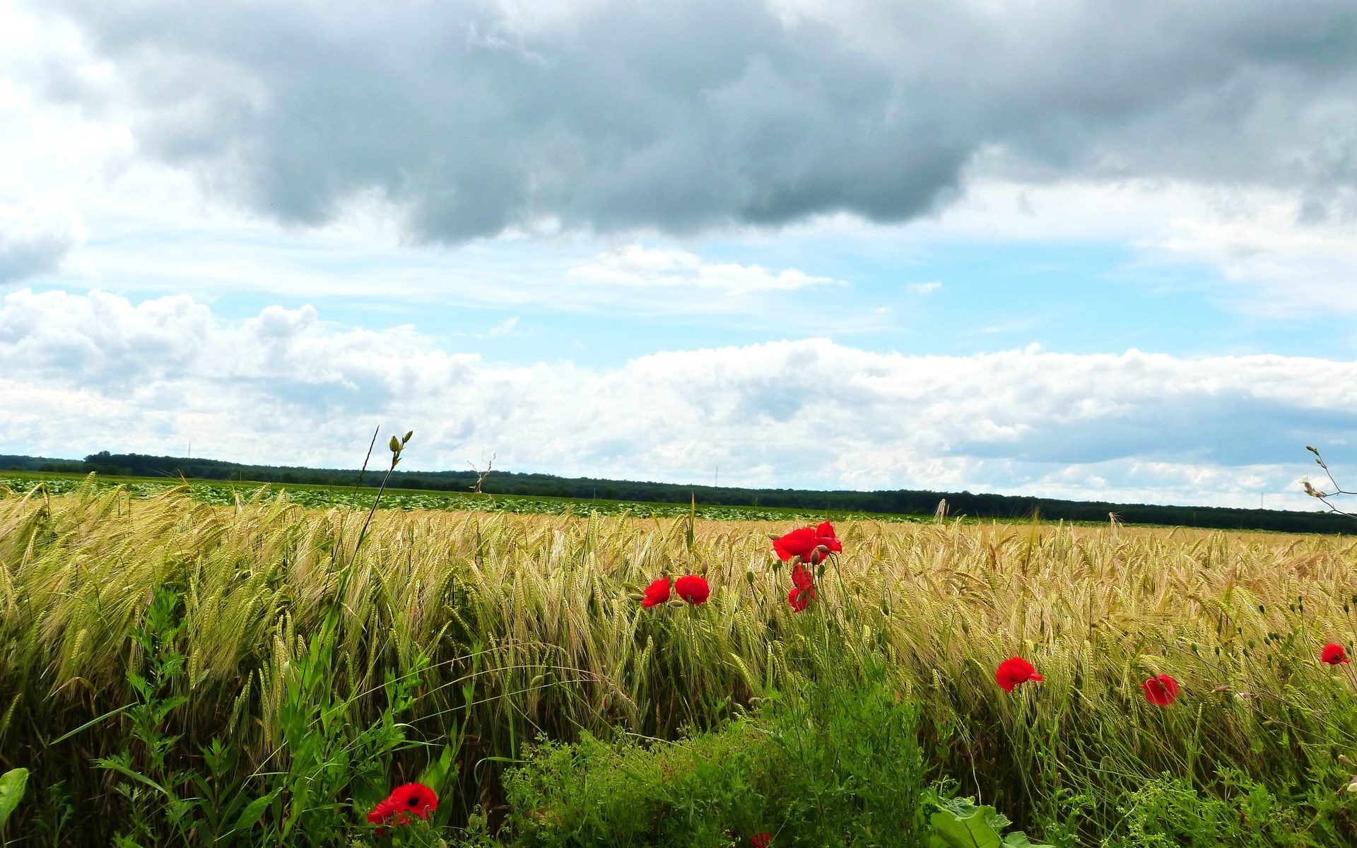Field of wheat with poppies under a cloudy sky HD Wallpaper