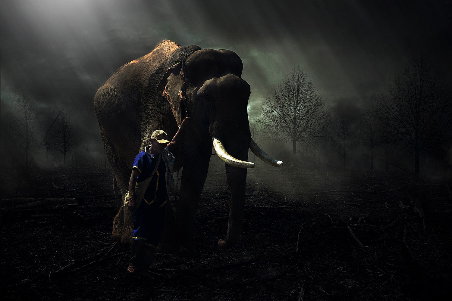Man and elephant in dark forest with sunlight HD Wallpaper