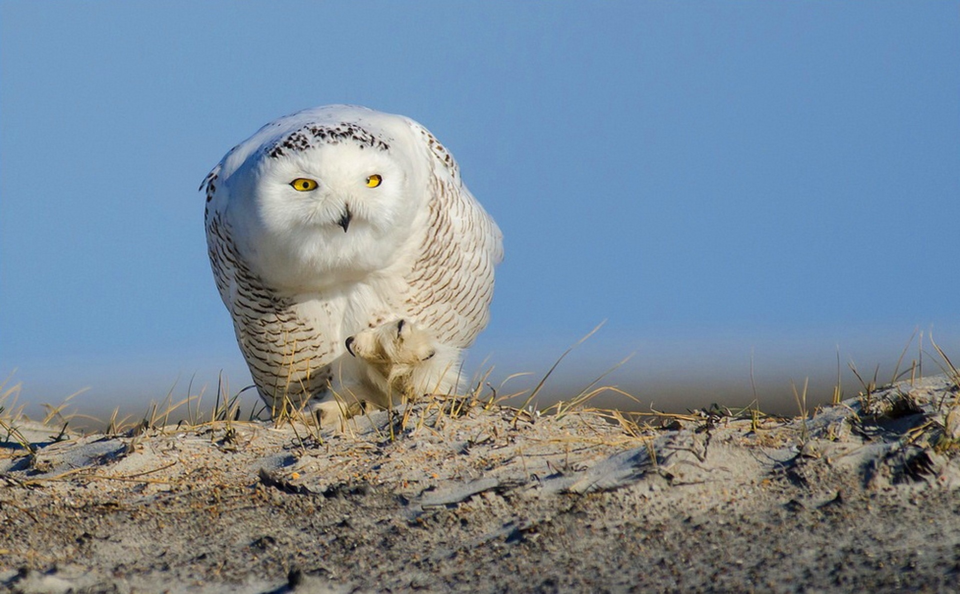Snowy owl on a sandy dune under a blue sky HD Wallpaper