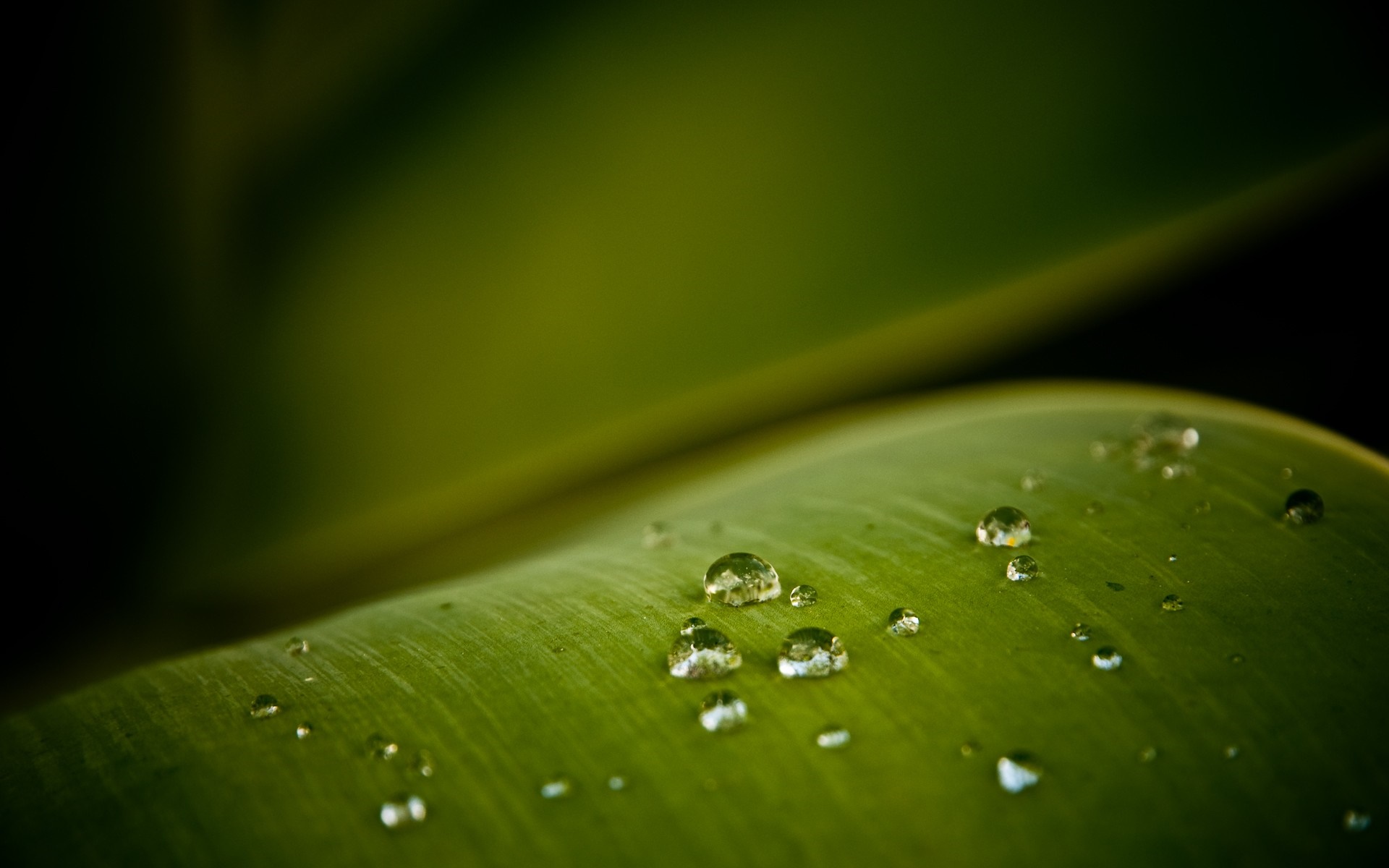 Water drops on a green leaf, macro photography HD Wallpaper