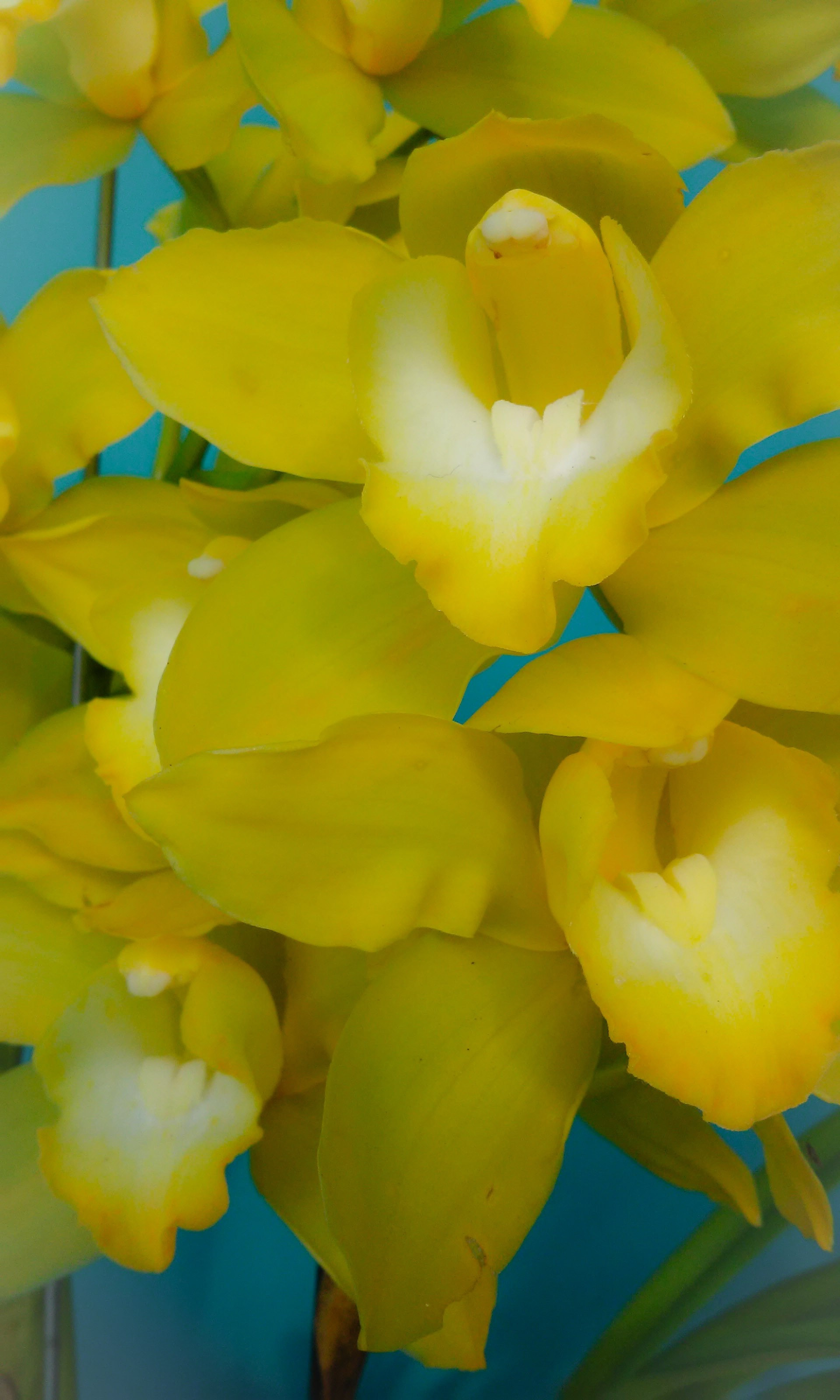 Close-up of bright yellow orchid blossoms HD Wallpaper