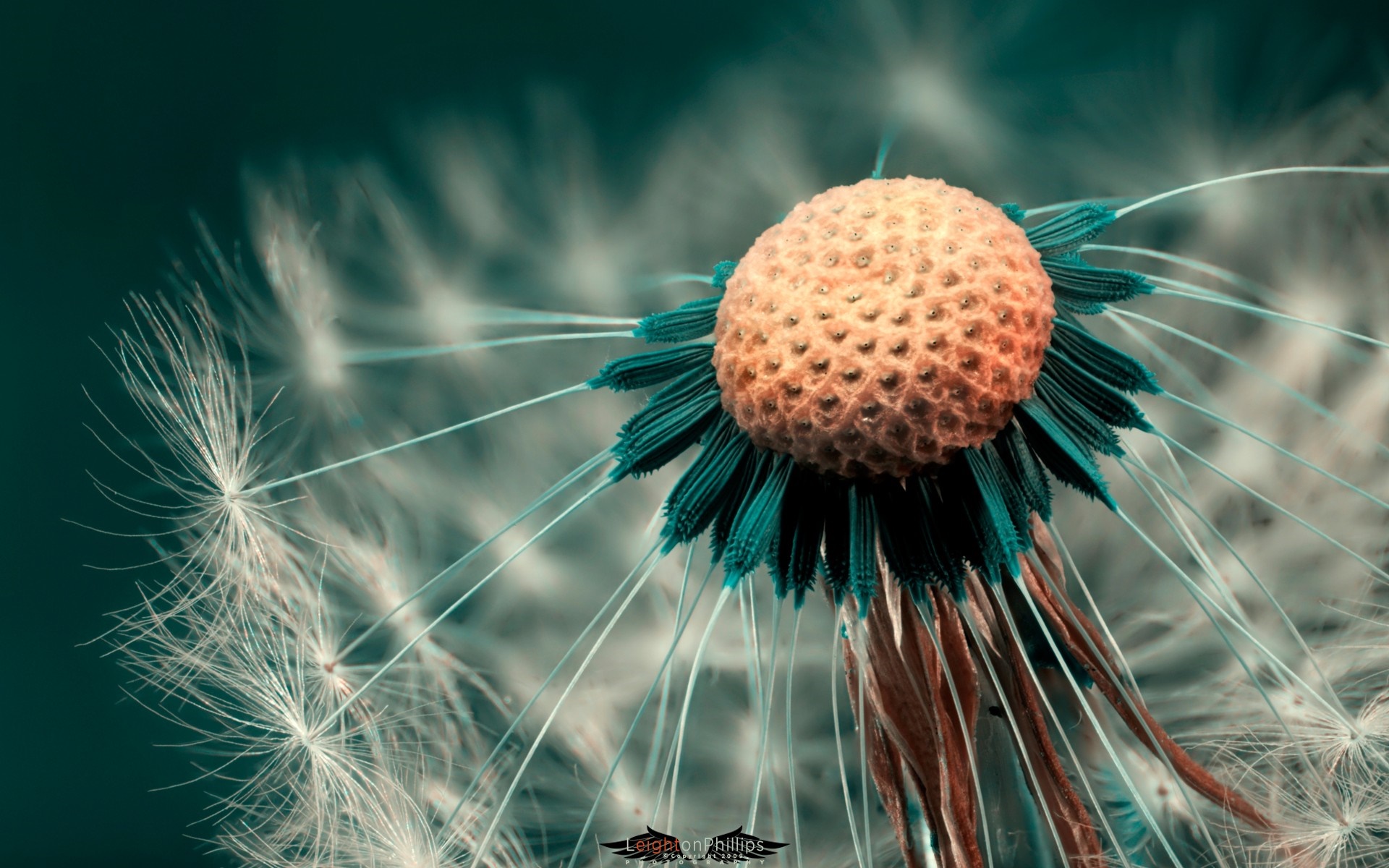 Close-Up Macro of Dandelion Seed Head HD Wallpaper