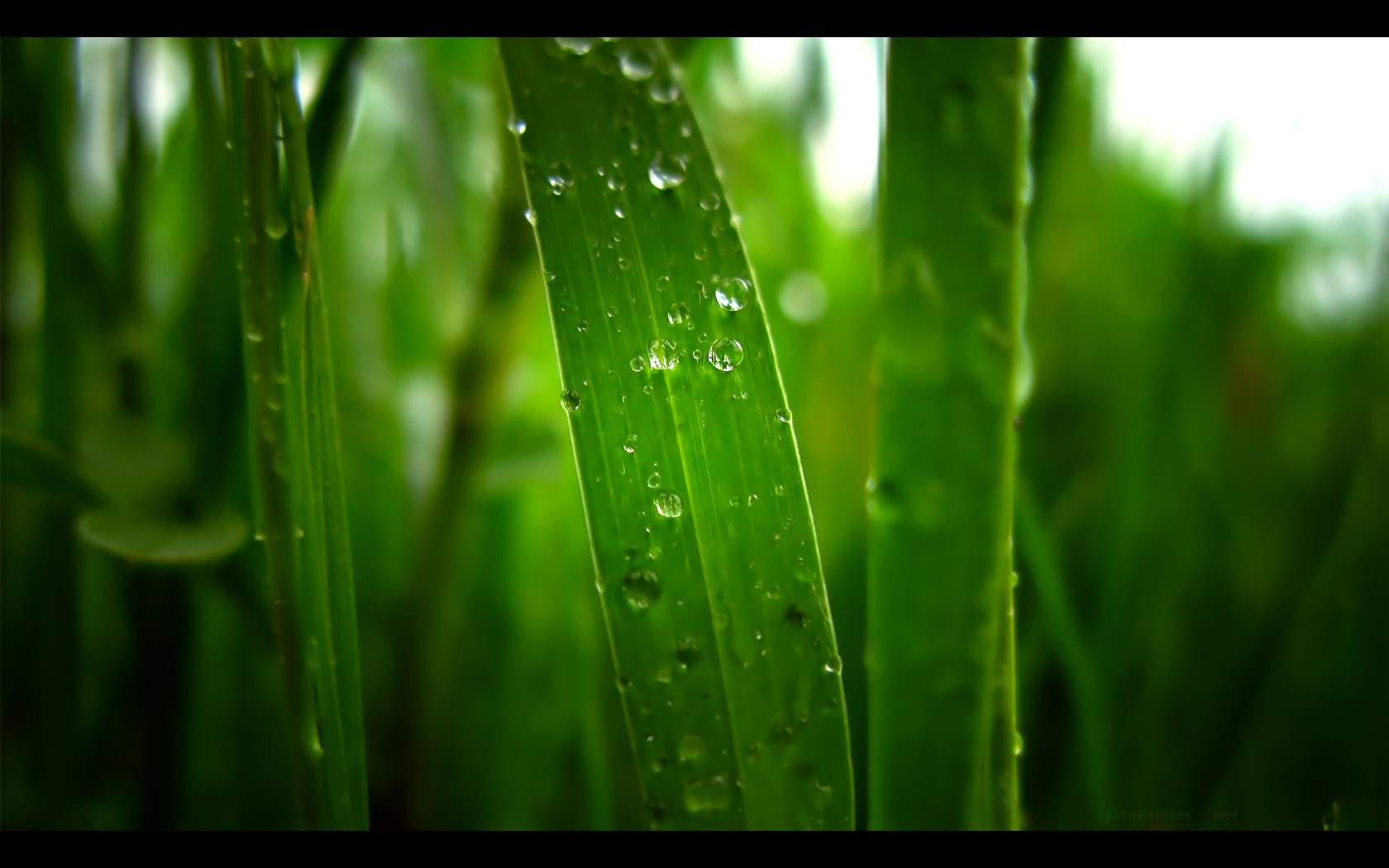 Close-up of grass with water drops HD Wallpaper