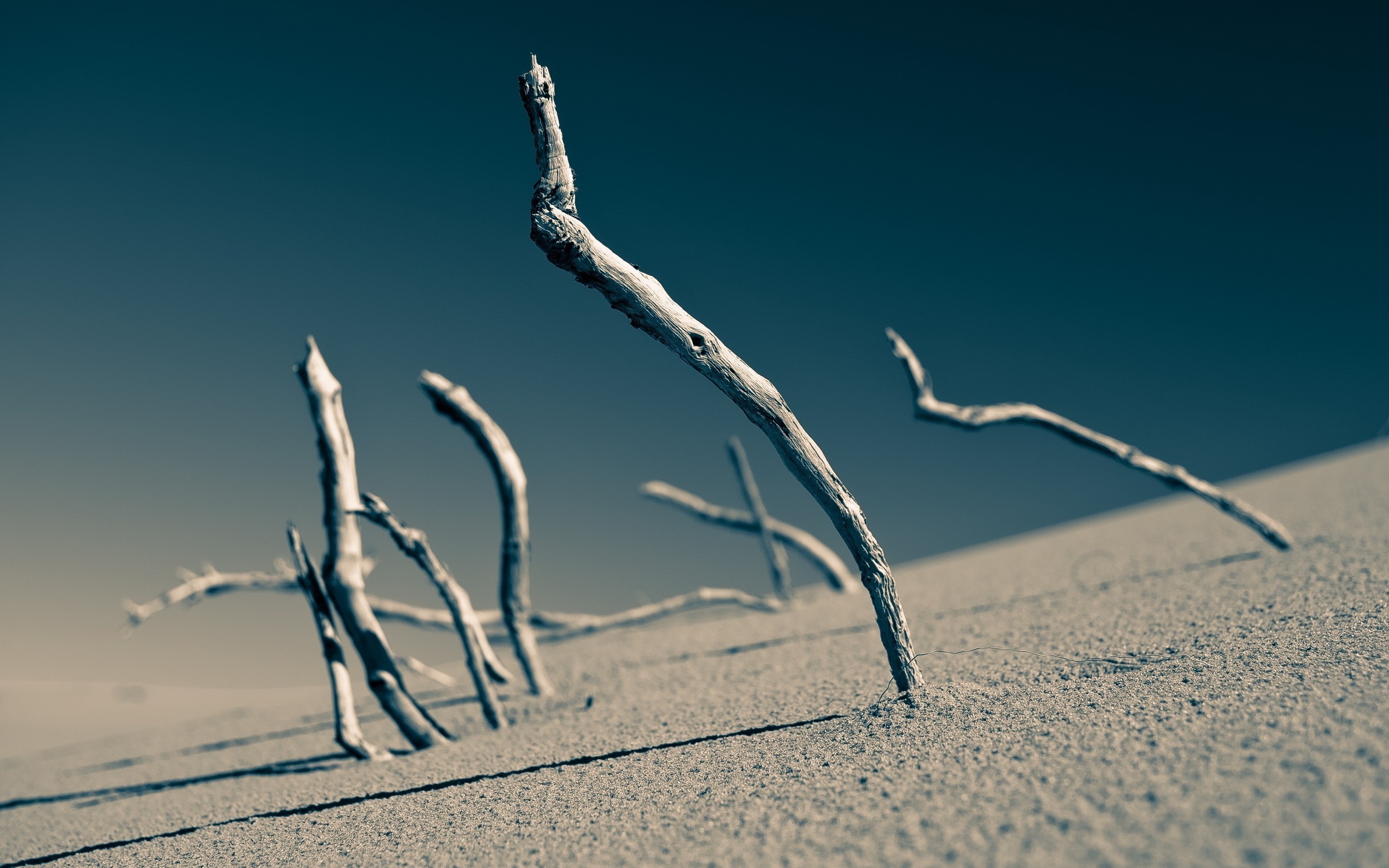 Dead branches in sand dunes against a dark sky HD Wallpaper