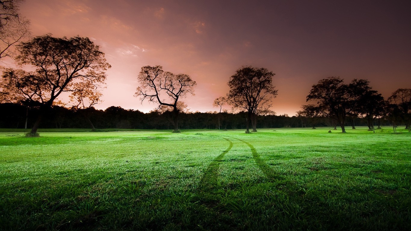 Trees on a grassy field at sunset HD Wallpaper