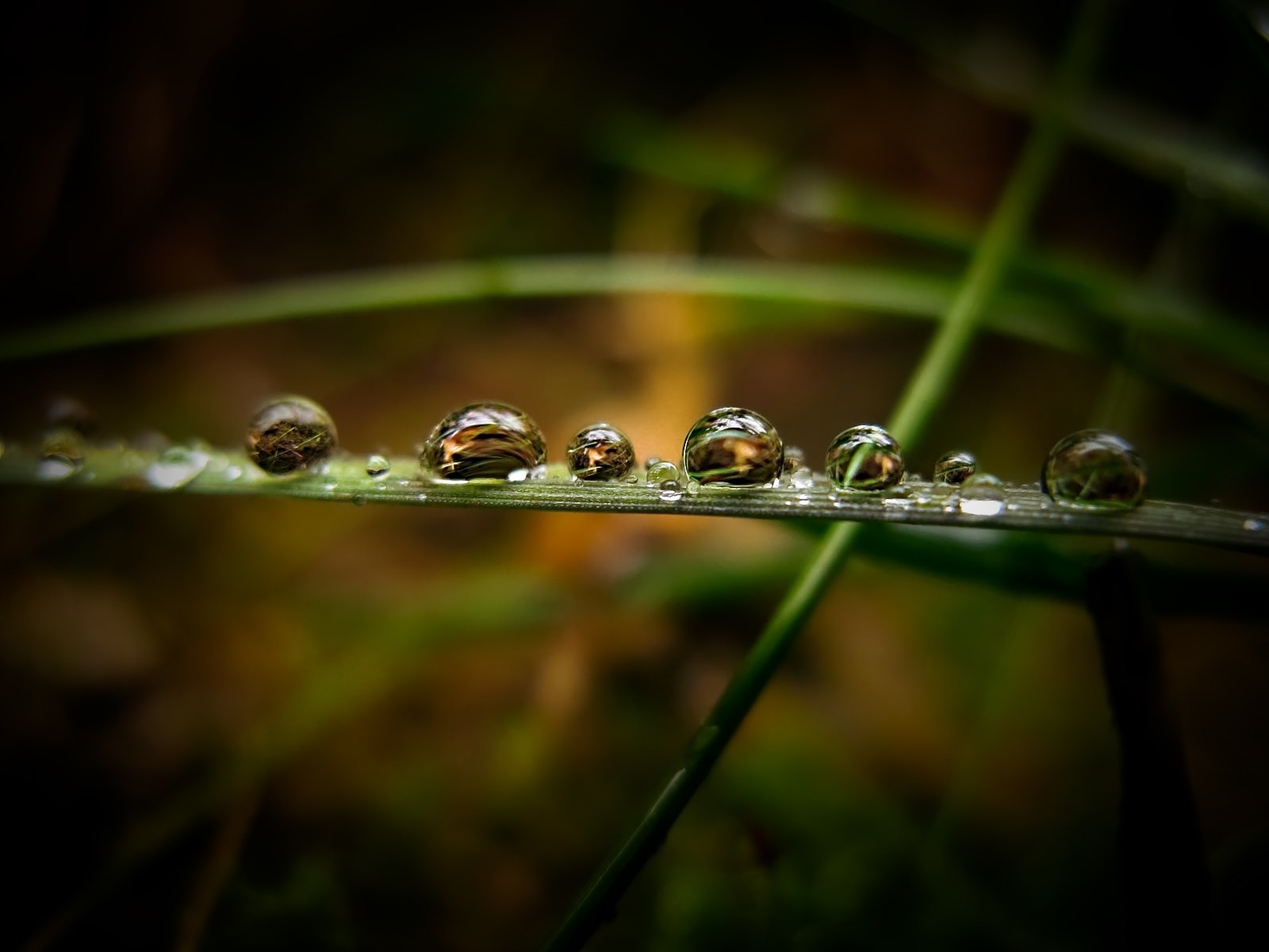 Water drops on a blade of grass HD Wallpaper
