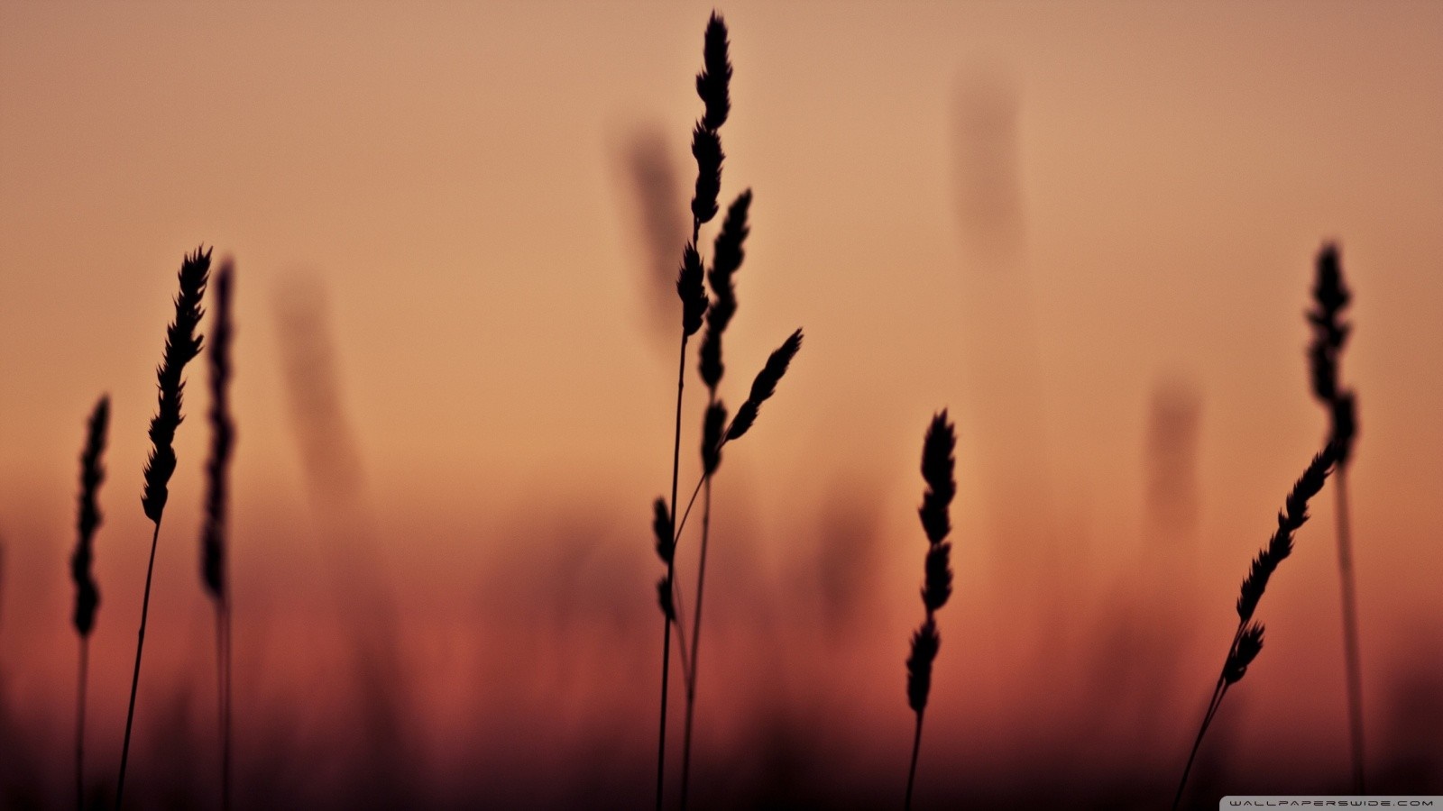 Silhouette of grass stalks against a sunset sky HD Wallpaper
