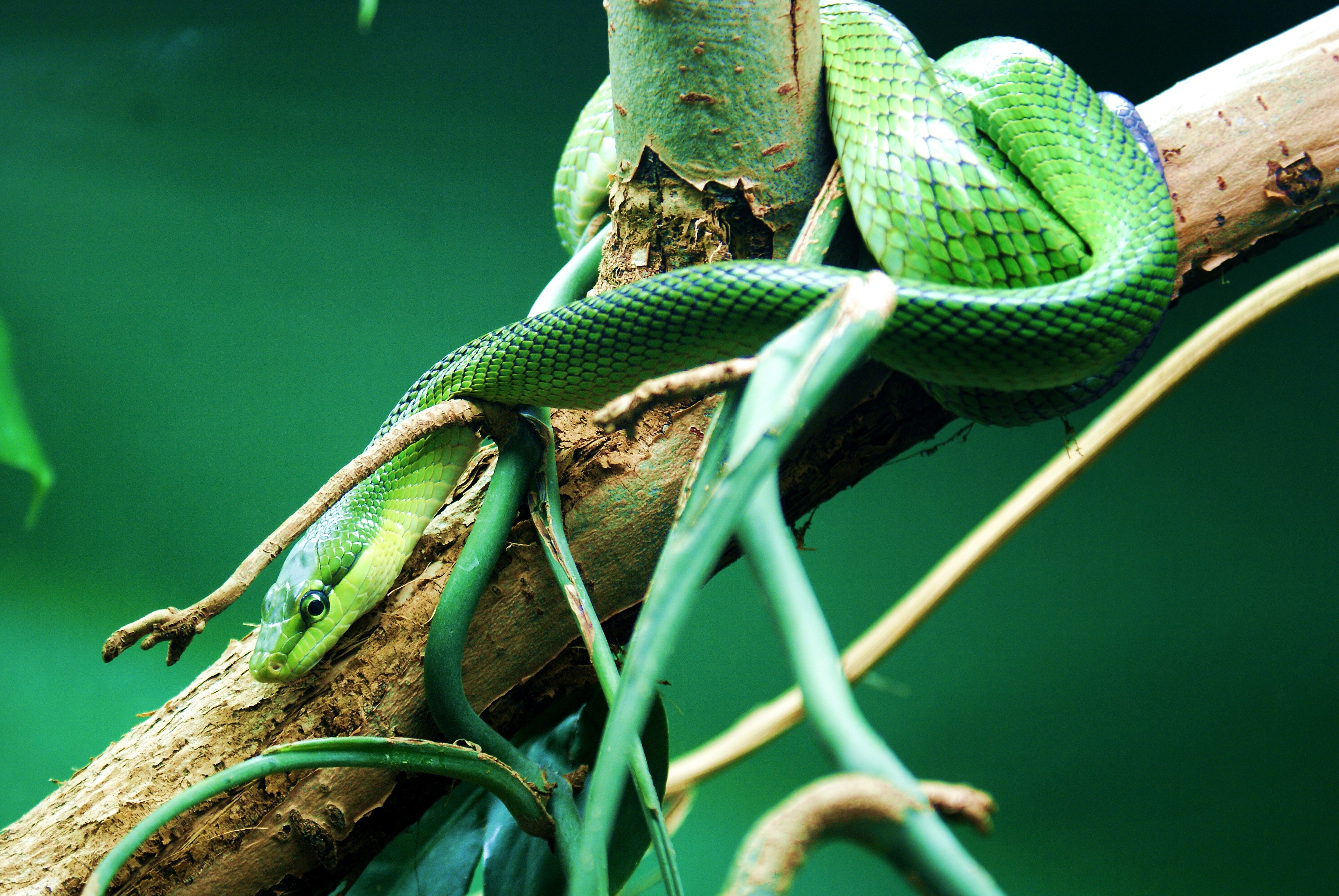 Green snake coiled on a tree branch HD Wallpaper