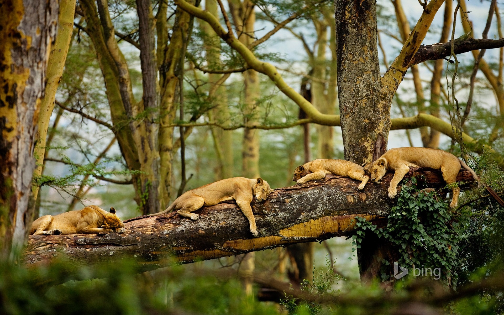 Lions sleeping on a fallen tree branch in a forest HD Wallpaper