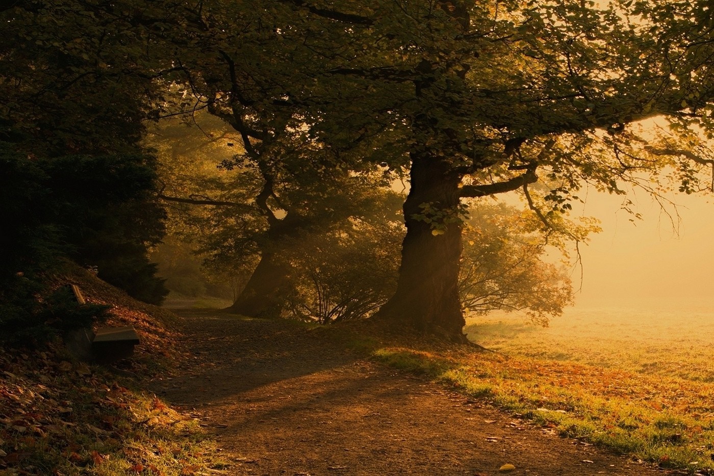 Path through a misty autumn forest with a bench HD Wallpaper