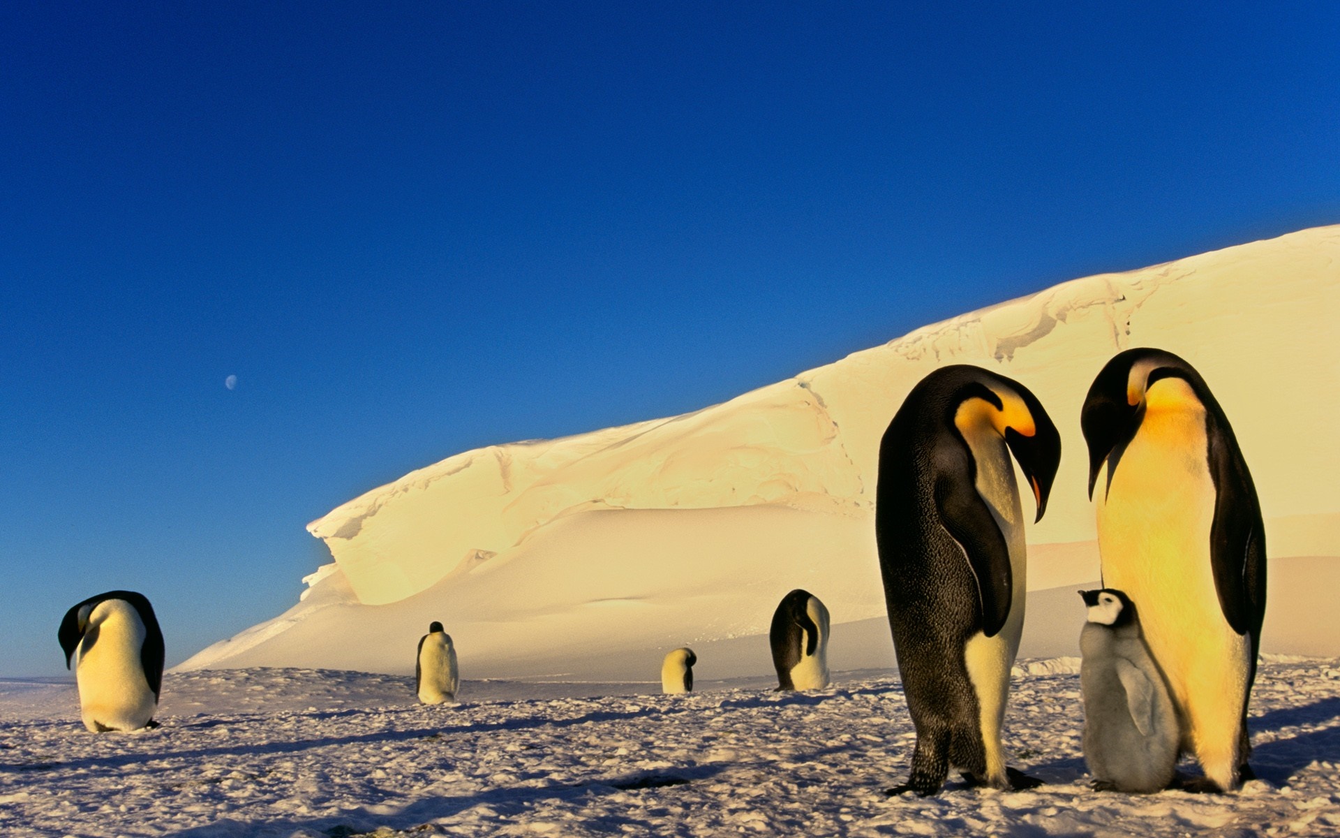 Emperor penguins and chick on snowy landscape with moon HD Wallpaper