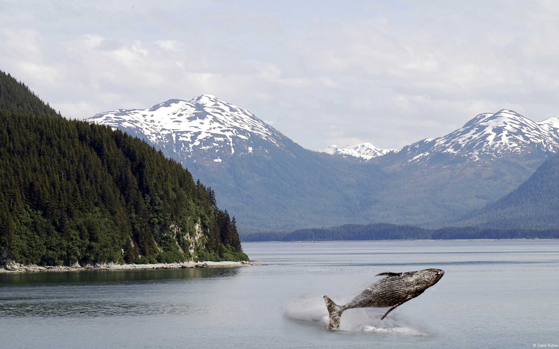 Humpback whale breaching in front of snow-capped mountains HD Wallpaper