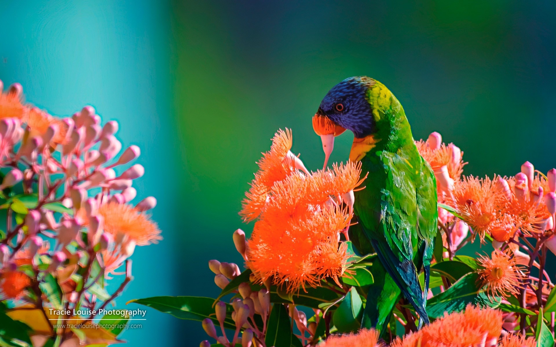 Vibrant Parrot Among Bright Orange Flowers HD Wallpaper
