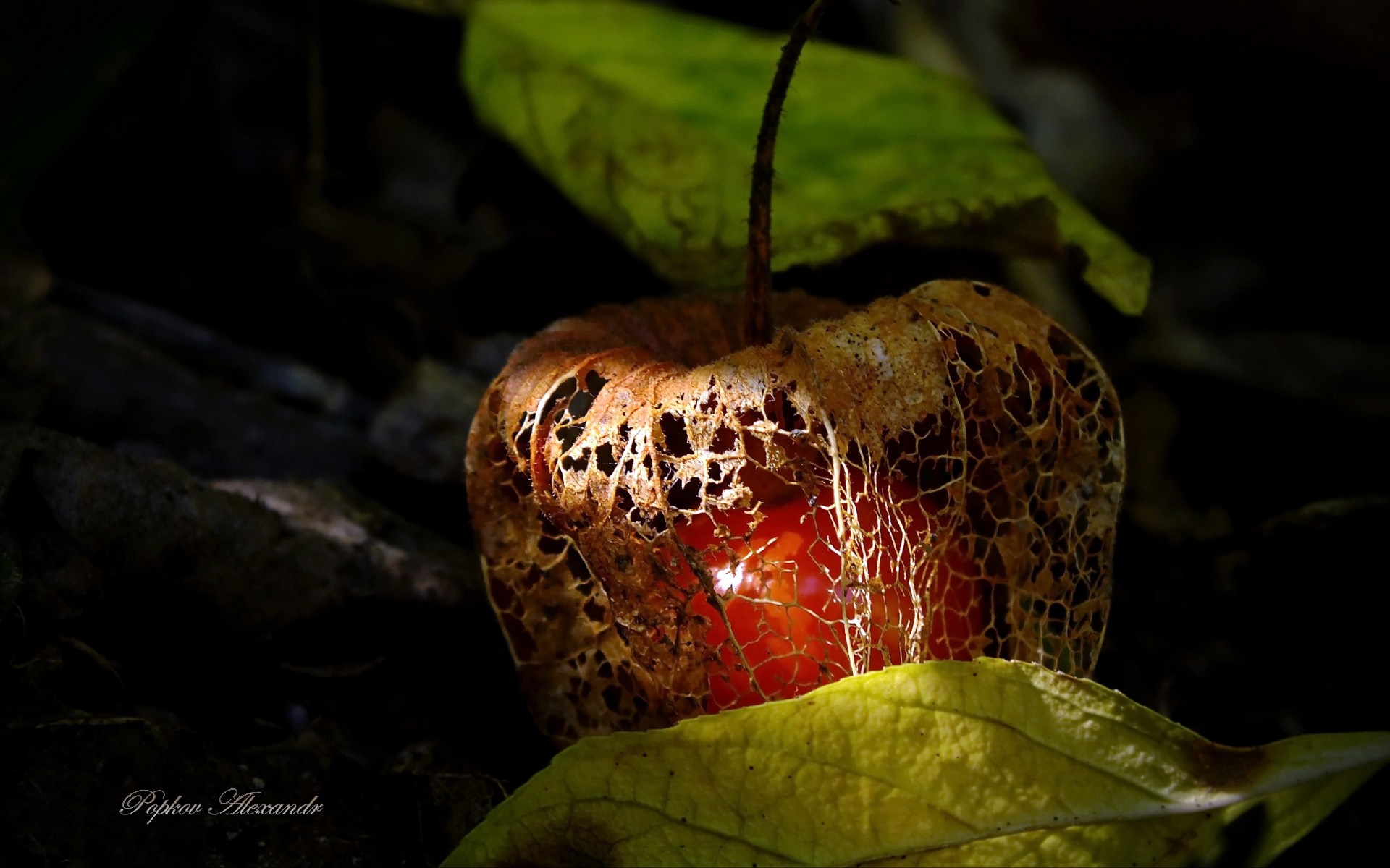 Close up of a dried Chinese lantern with a red fruit inside HD Wallpaper