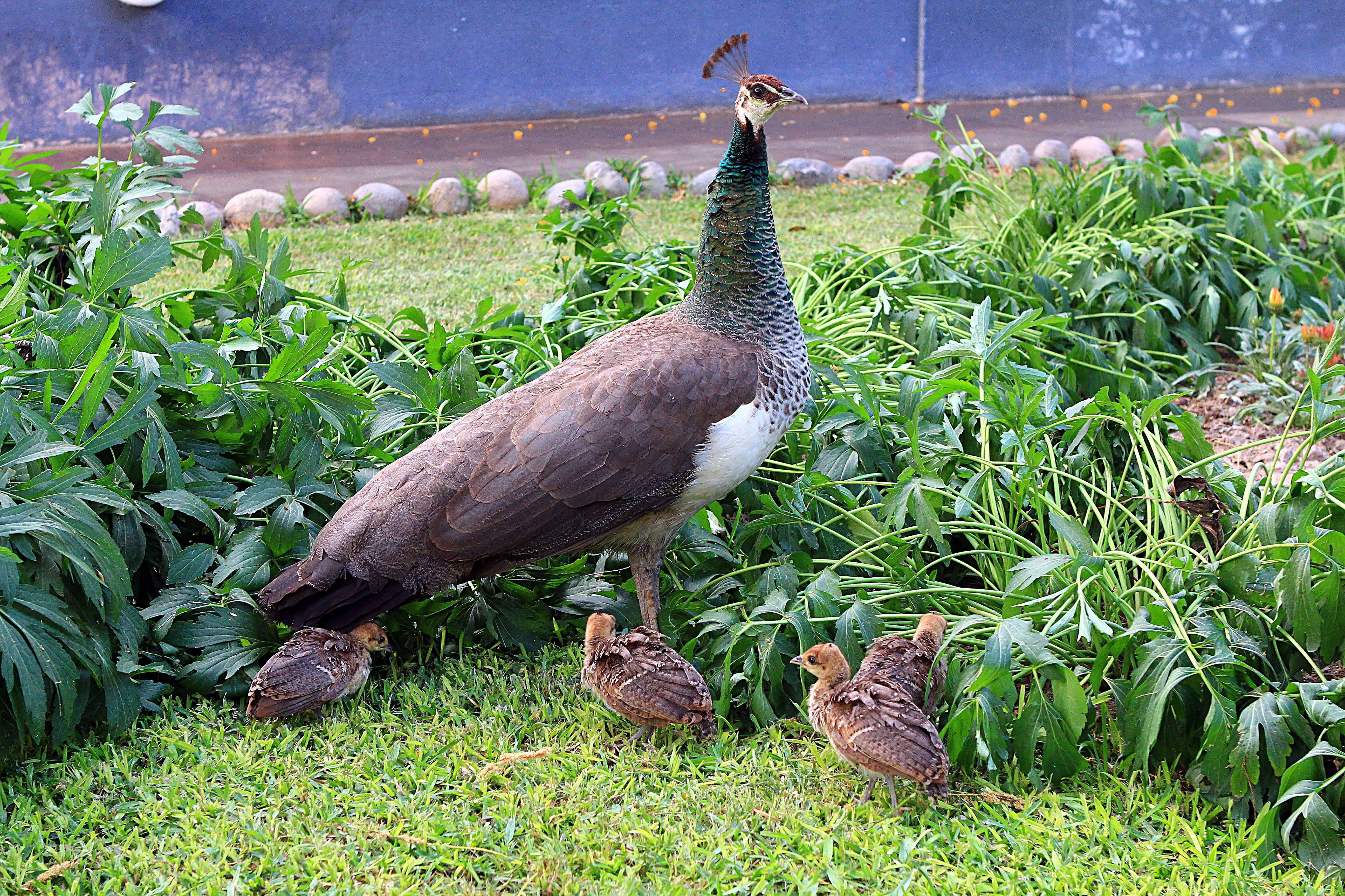 Peacock with chicks in a garden HD Wallpaper