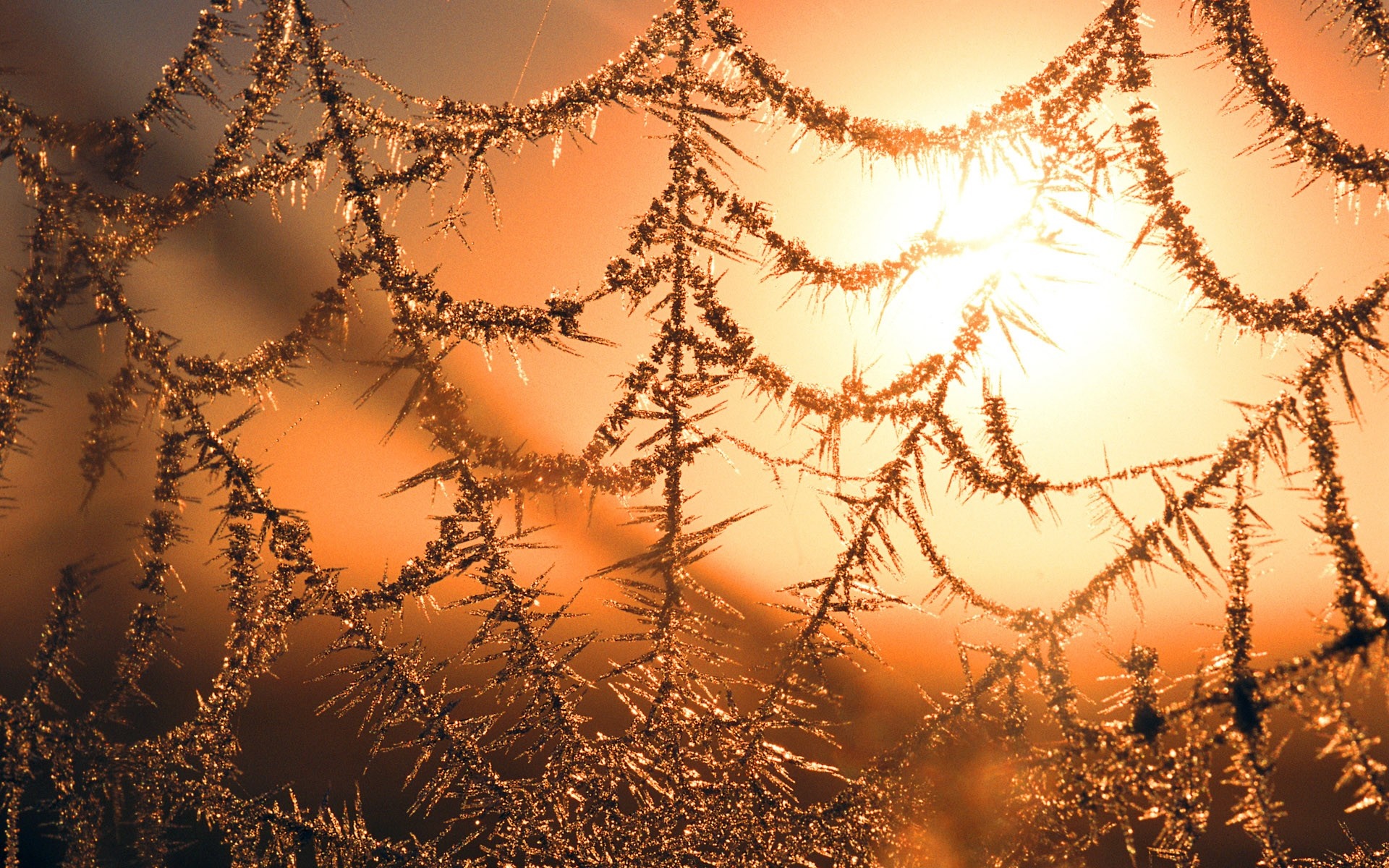 Frosty spiderweb in golden sunlight HD Wallpaper