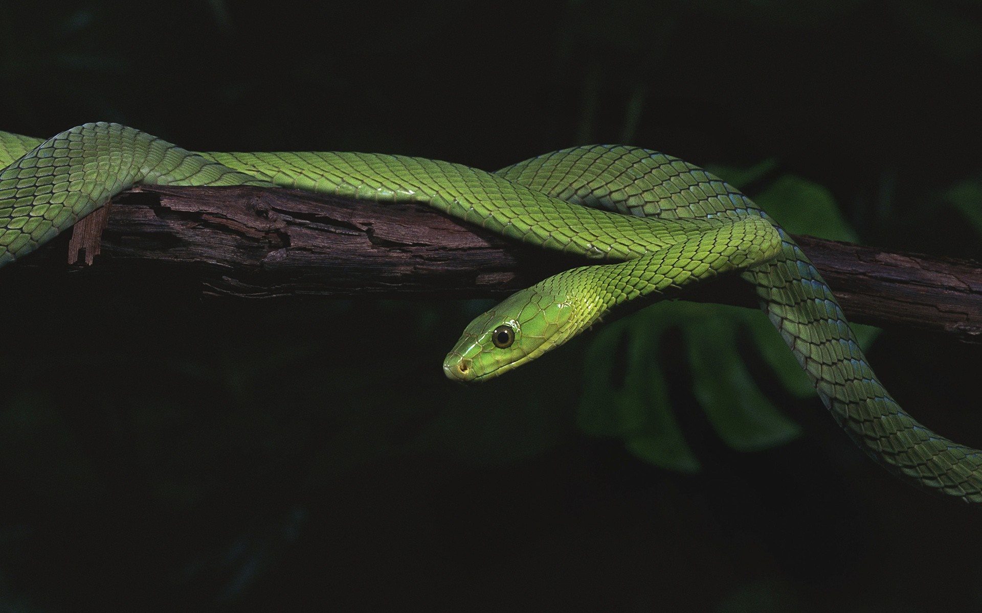 Green snake on a branch HD Wallpaper