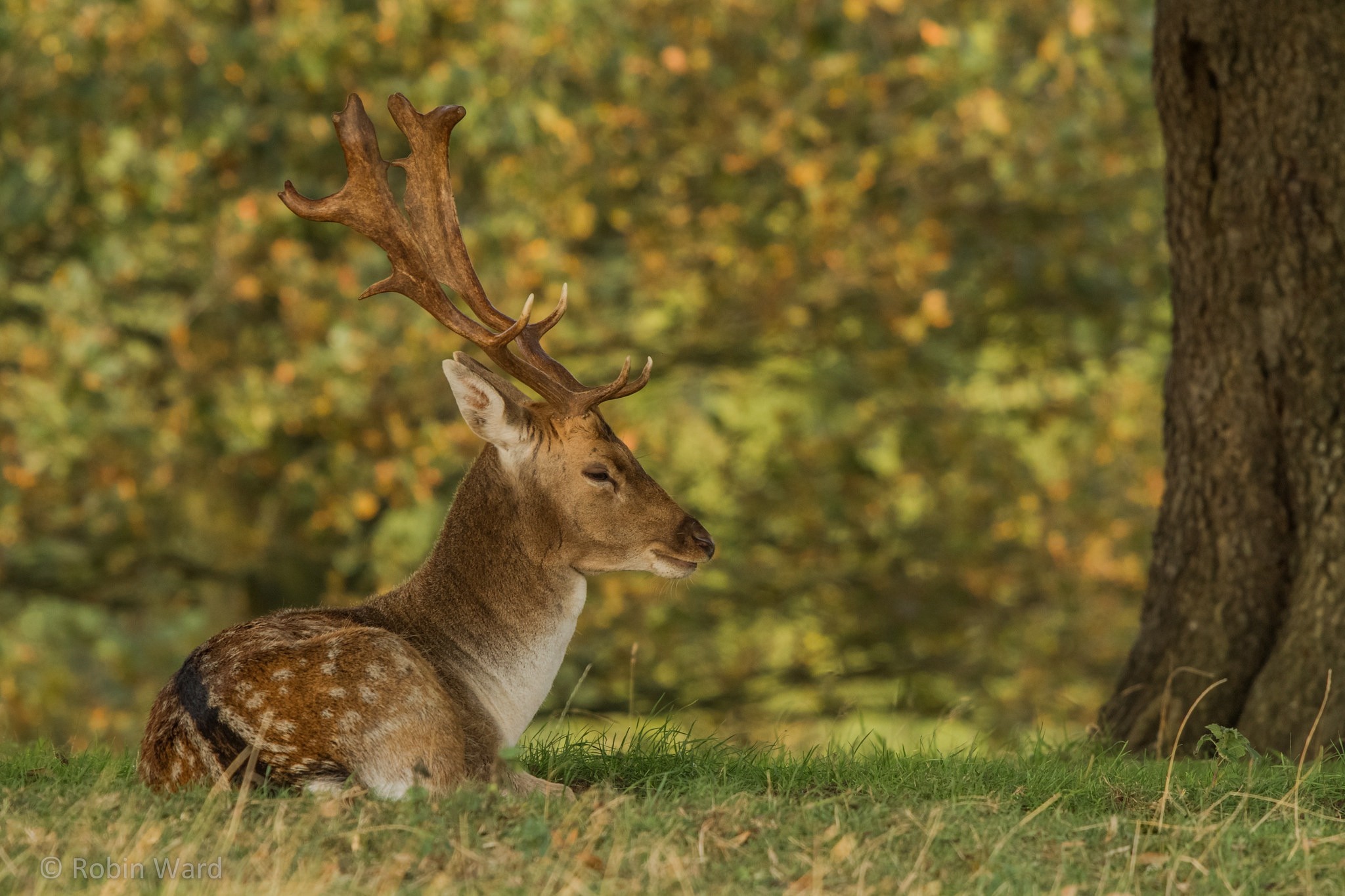 Fallow deer with antlers resting in a grassy field HD Wallpaper