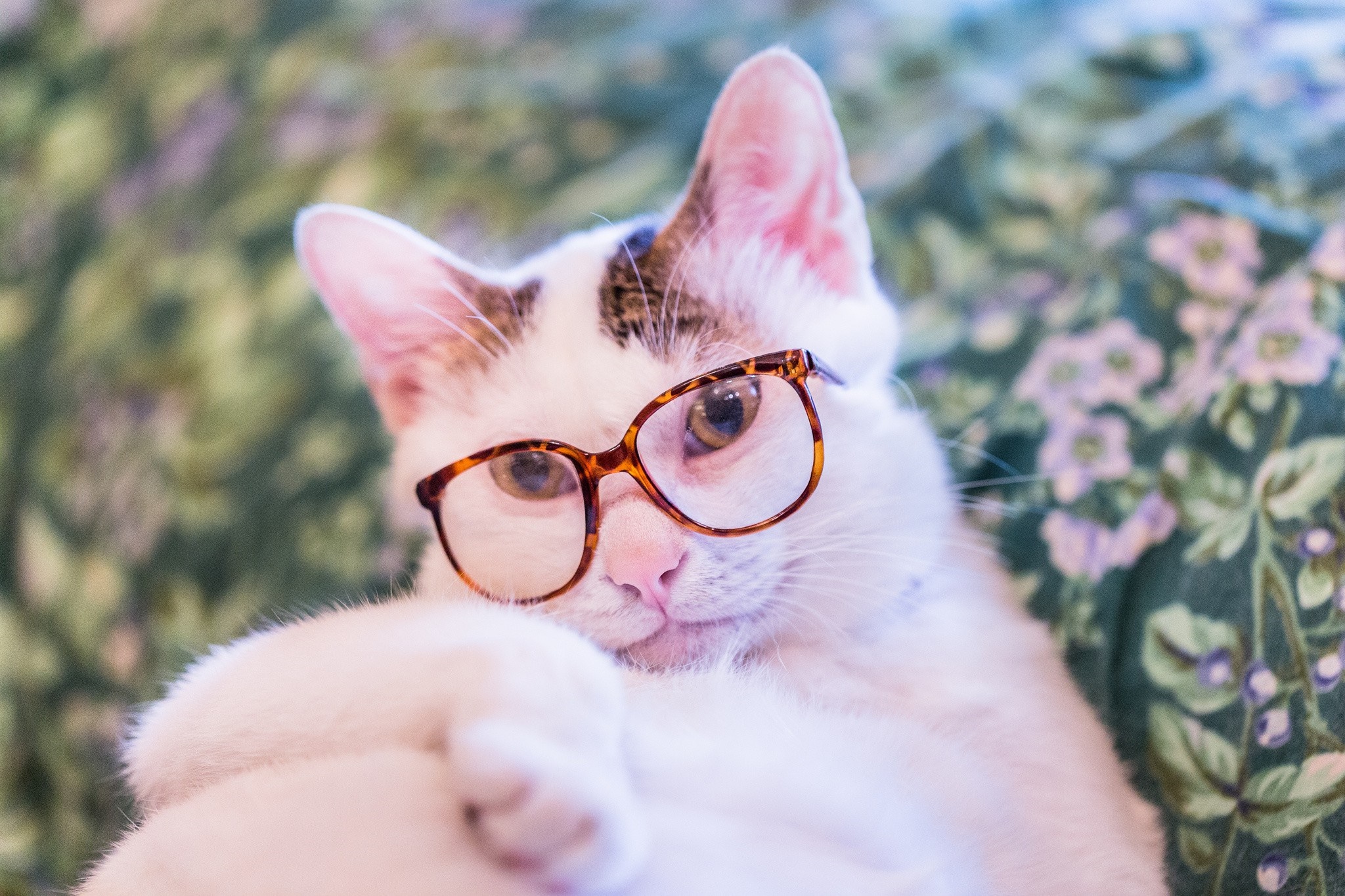 Cat wearing glasses lying on a floral background HD Wallpaper