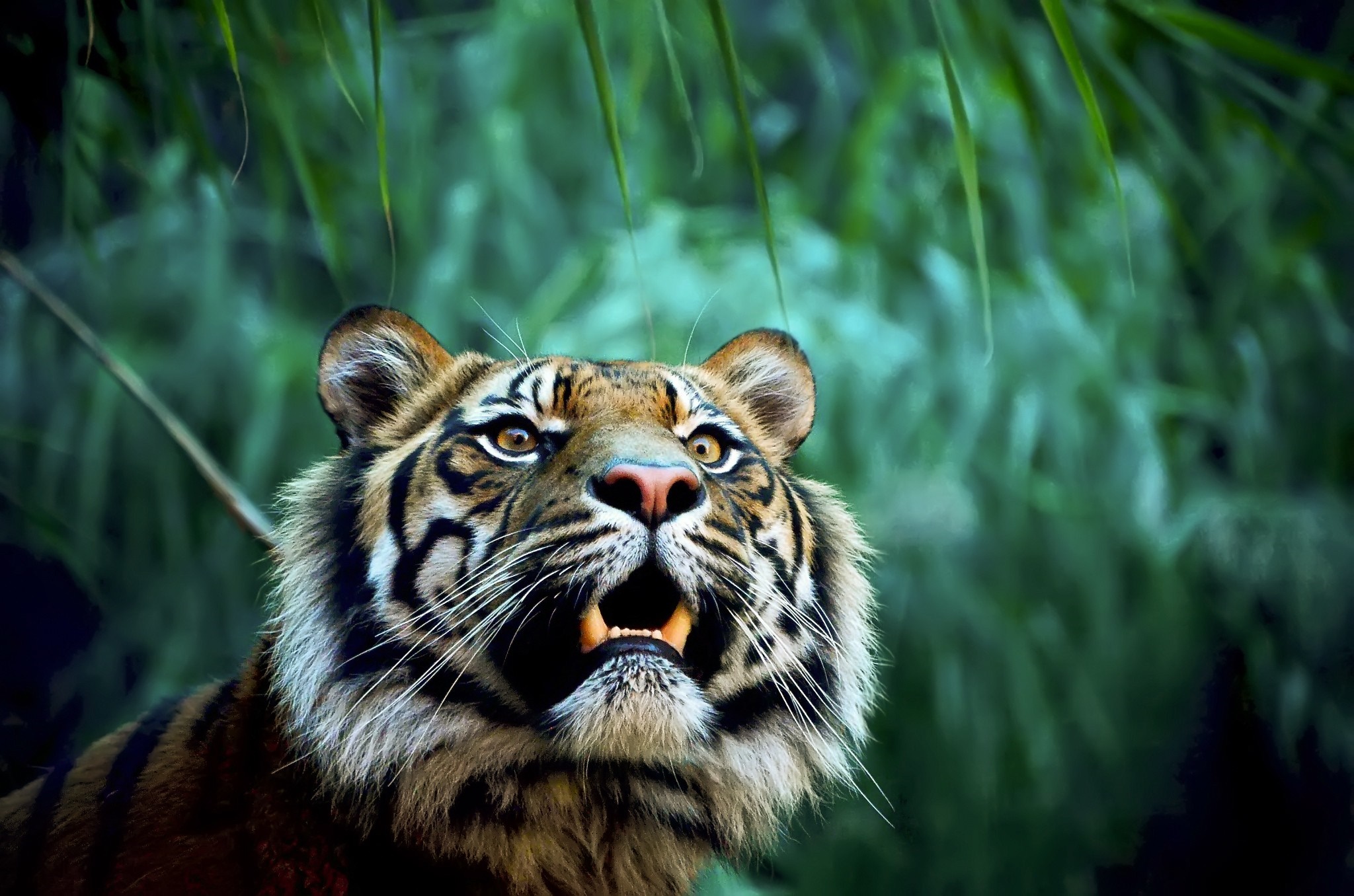 Tiger with mouth open in jungle HD Wallpaper