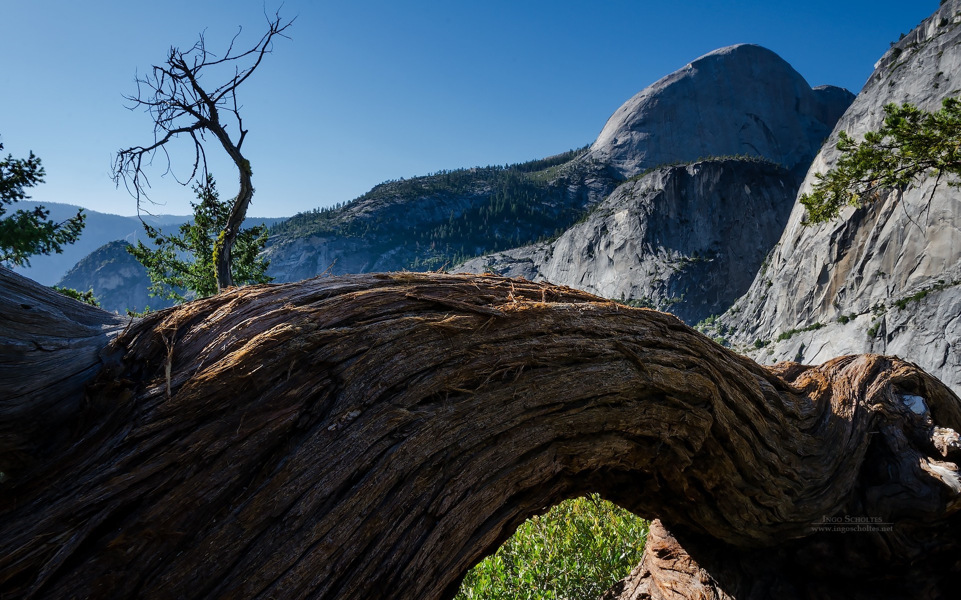 Yosemite National Park Landscape with Fallen Tree HD Wallpaper
