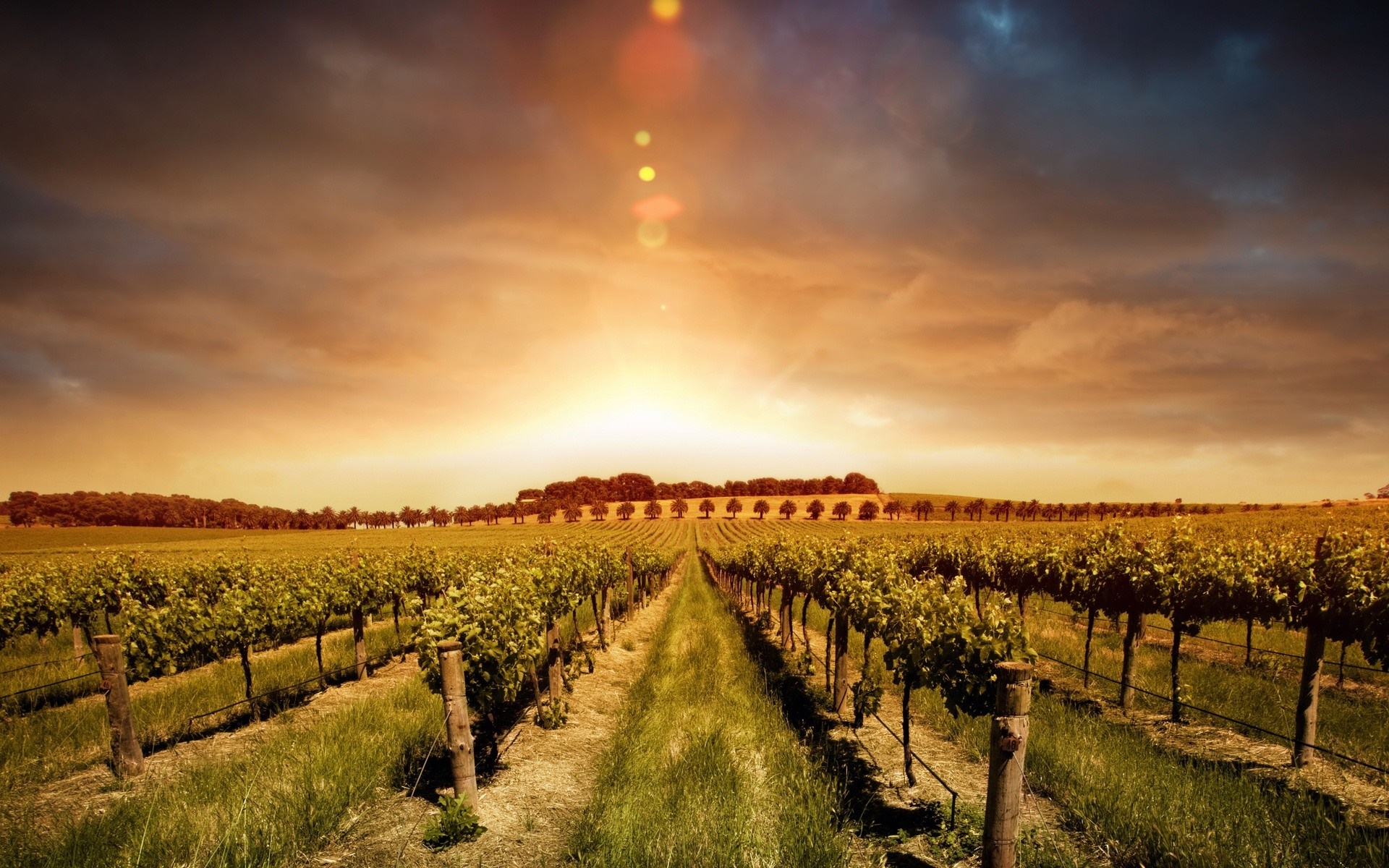 Vineyard landscape at sunset with dramatic sky HD Wallpaper