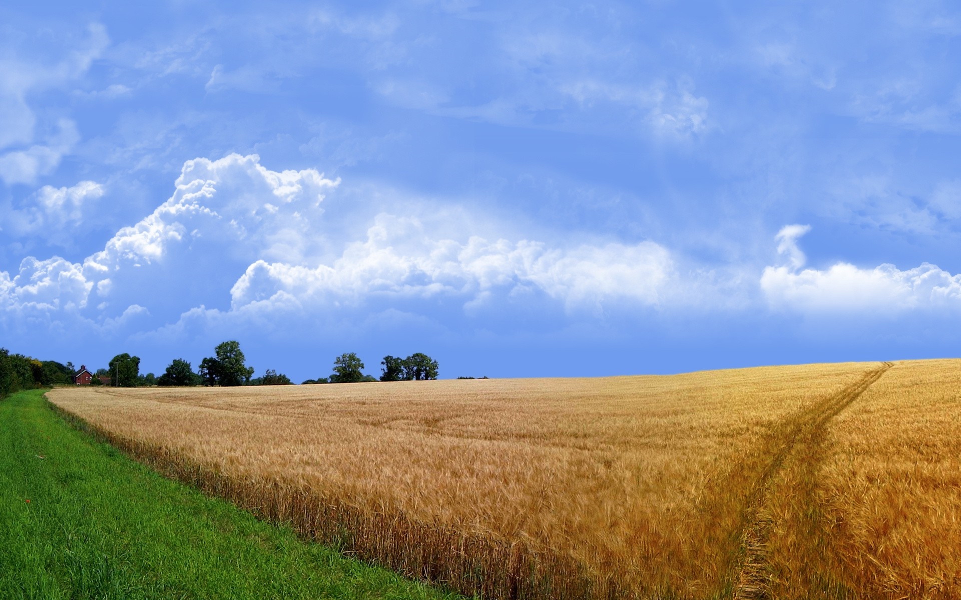 Wheat field under a blue sky with clouds HD Wallpaper