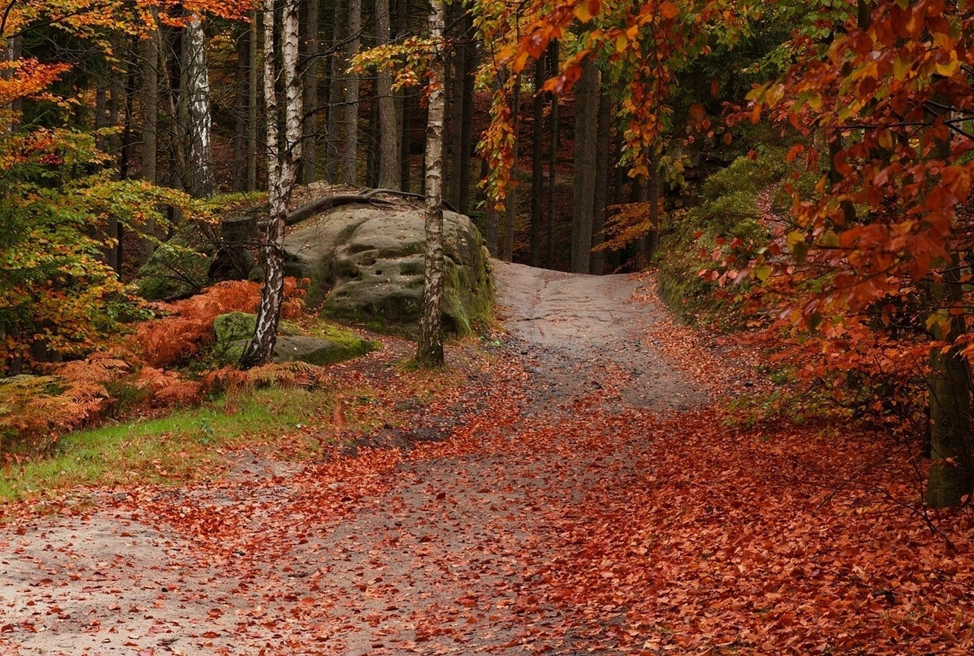 Autumn forest path covered in fallen leaves HD Wallpaper