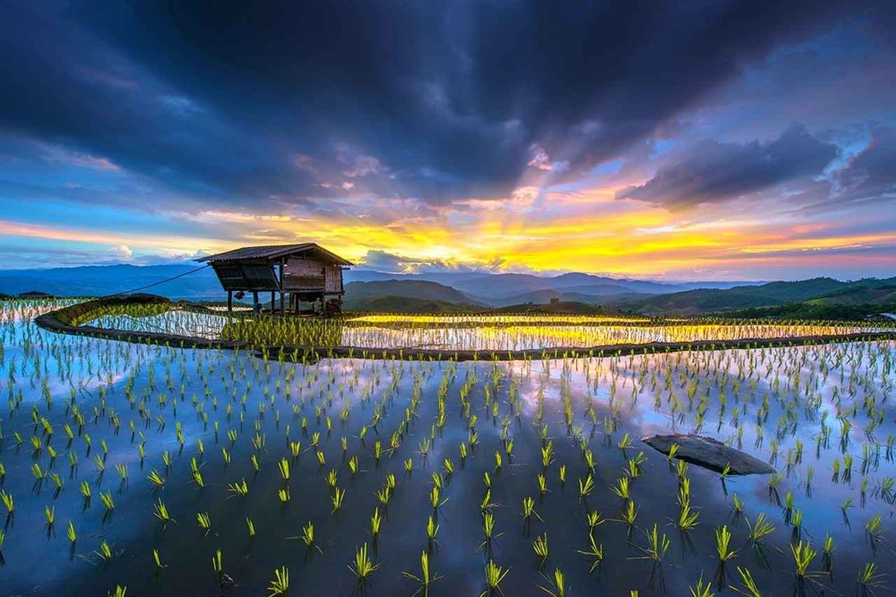 Rice paddy terraces at sunset with a hut and mountains HD Wallpaper
