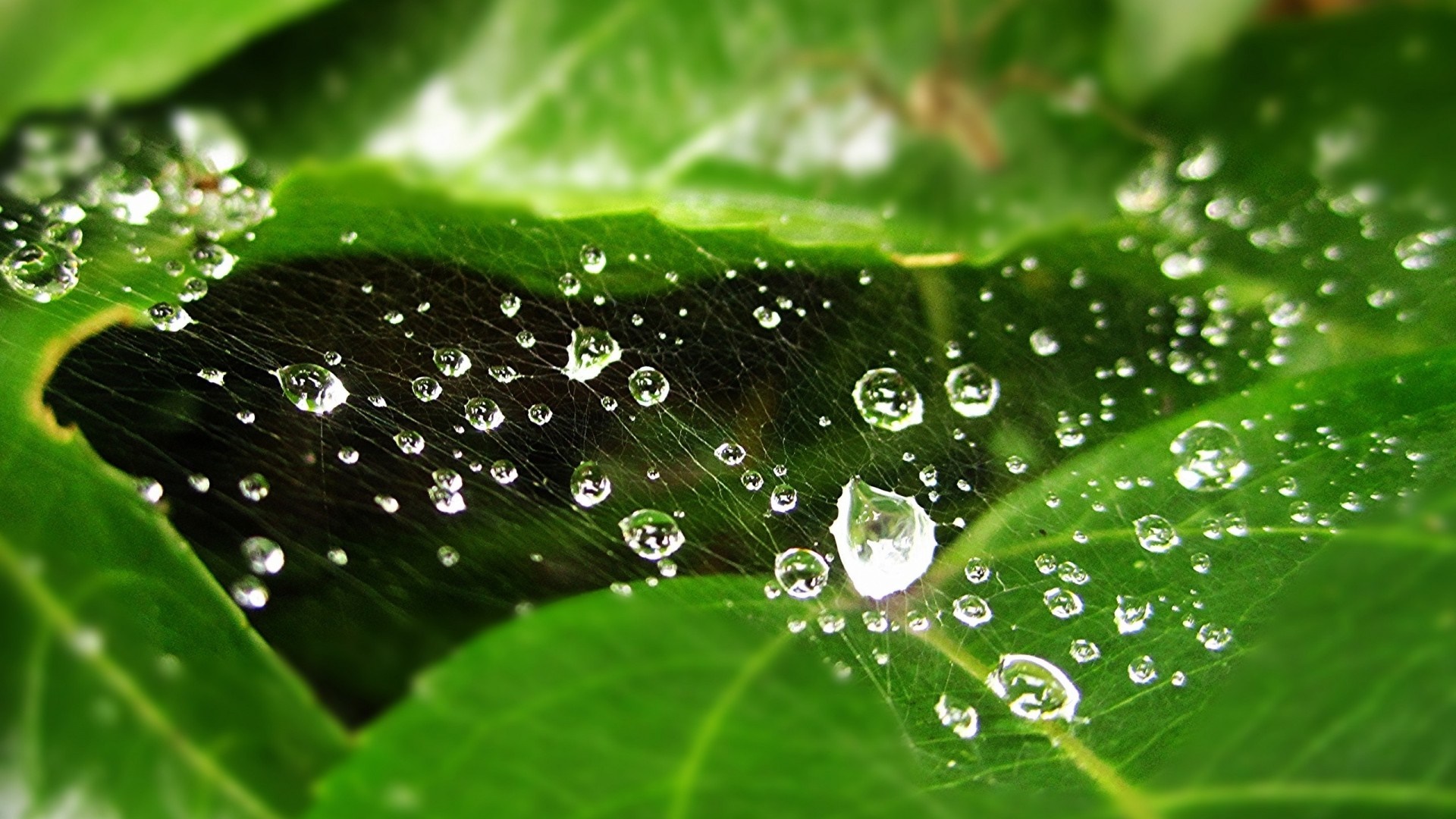 Water drops on a spiderweb between green leaves HD Wallpaper