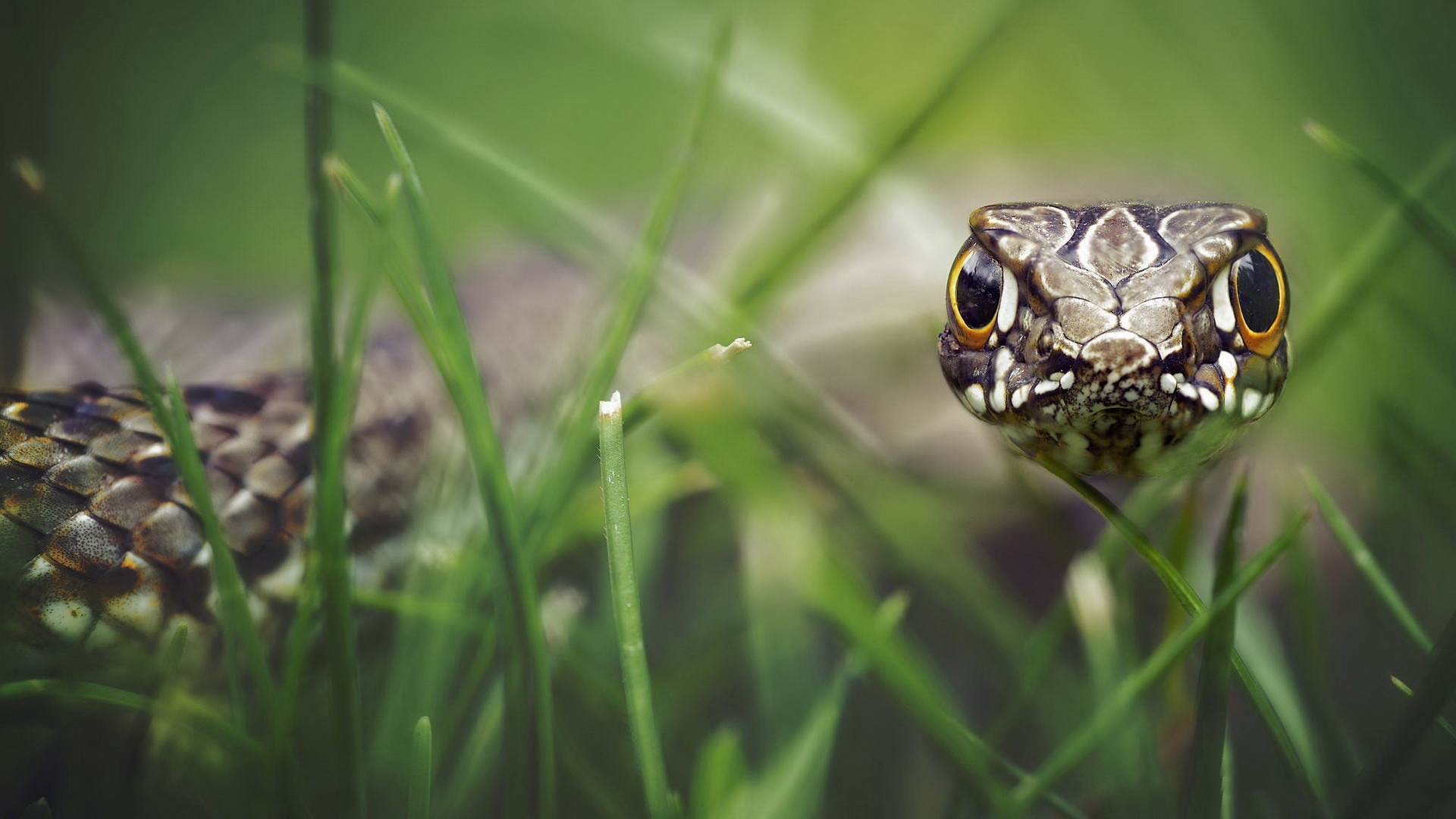 Close-up of a snake's head in green grass HD Wallpaper