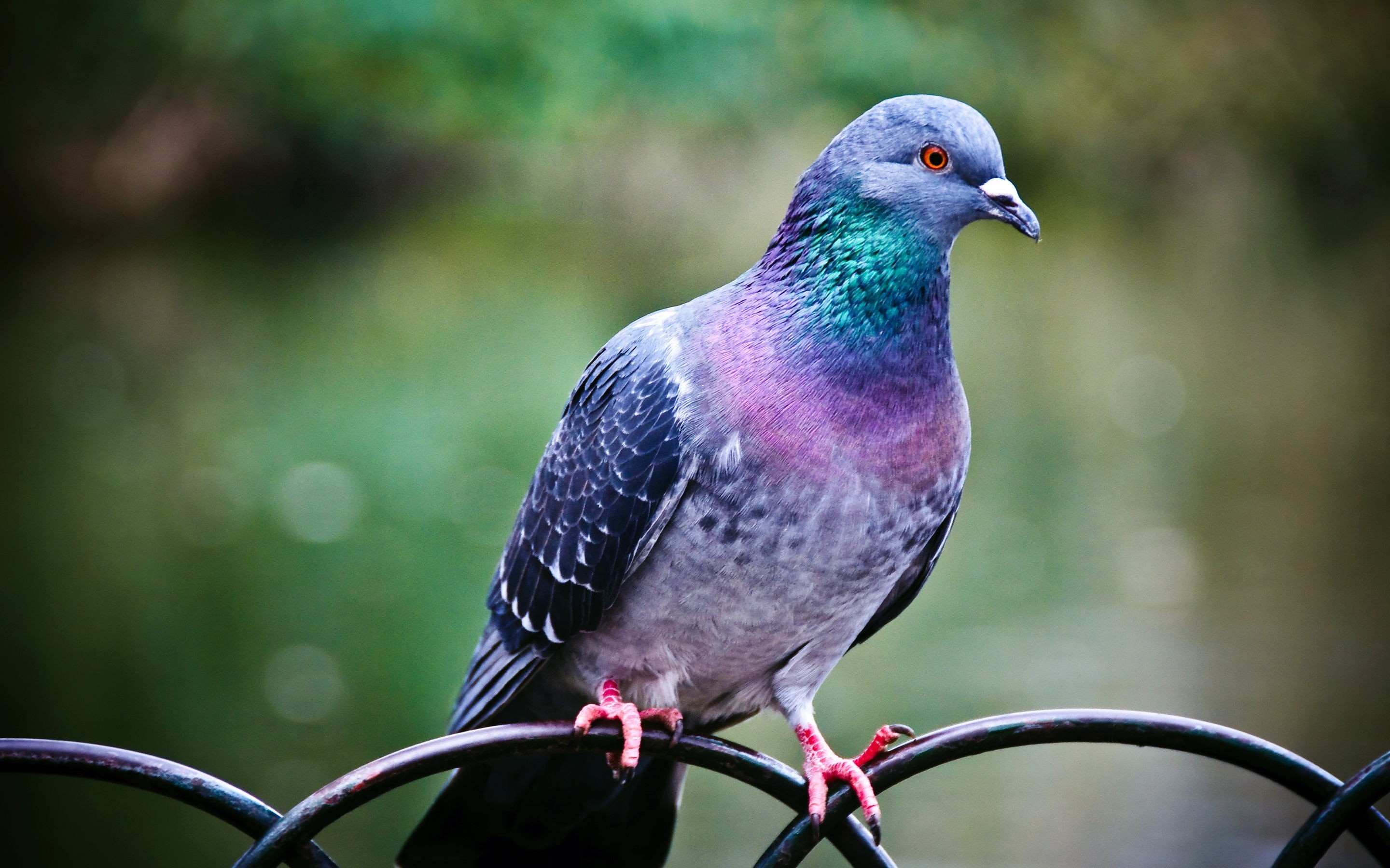 Close up of a pigeon perched on a fence HD Wallpaper