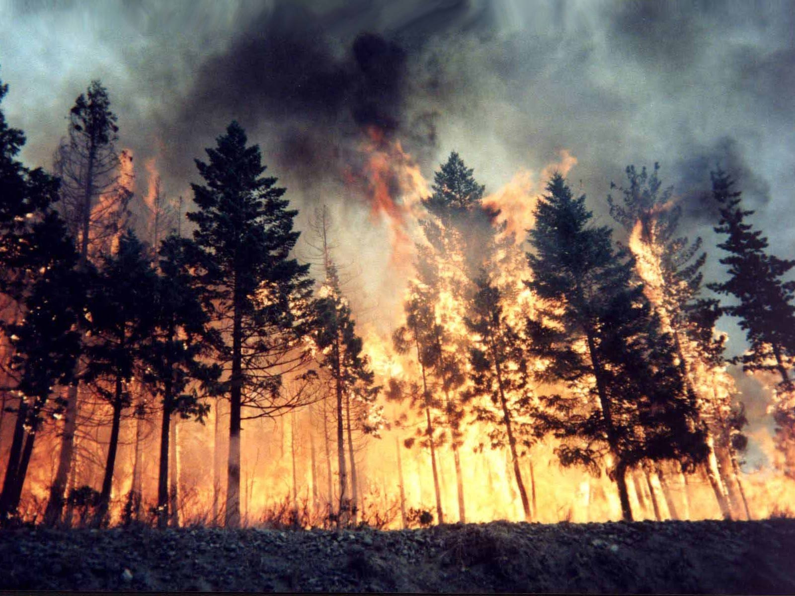 Wildfire burning through a forest with smoke and flames HD Wallpaper