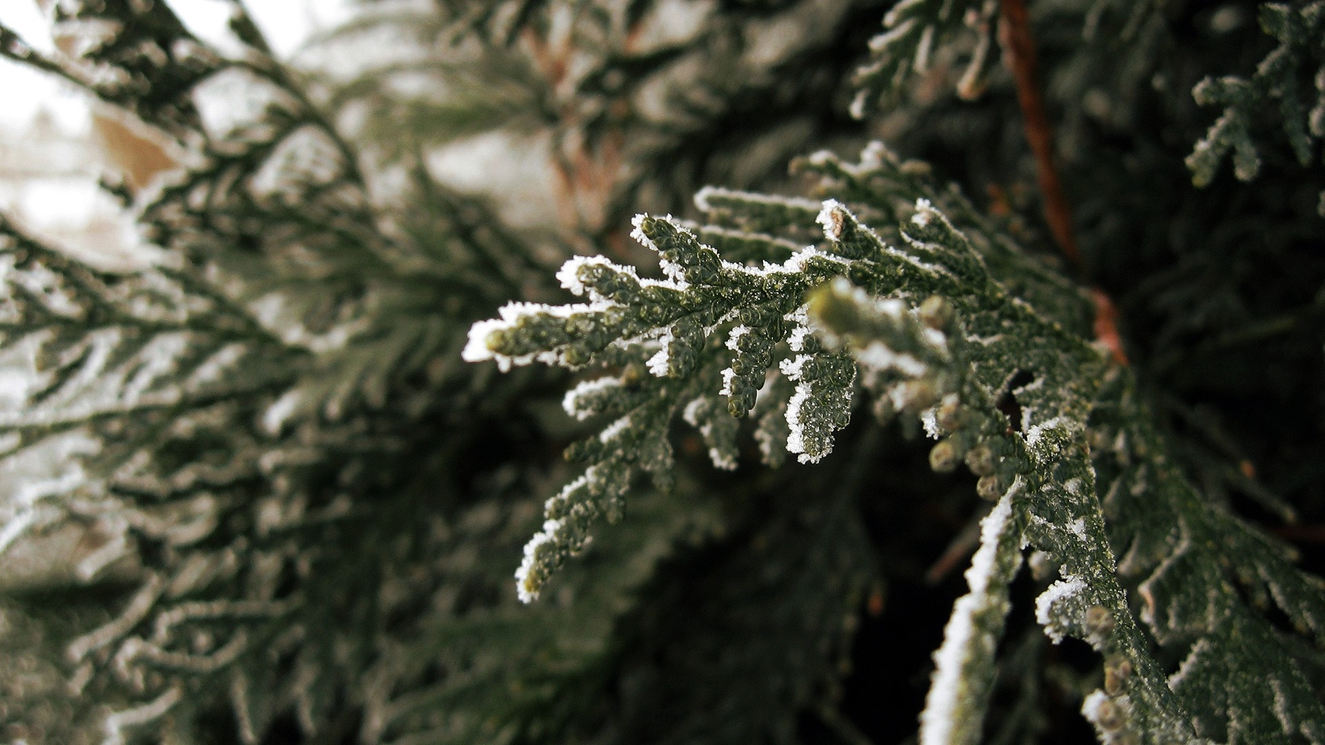 Close up of a frosted evergreen branch in winter HD Wallpaper