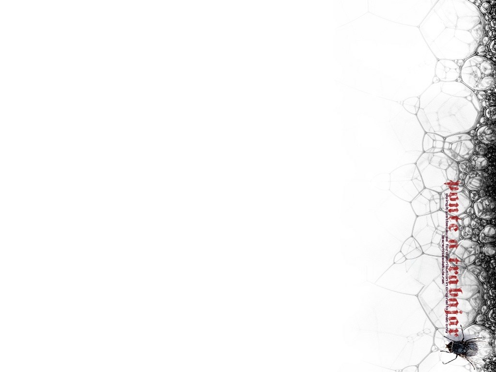 Bubbles and a fly with text HD Wallpaper