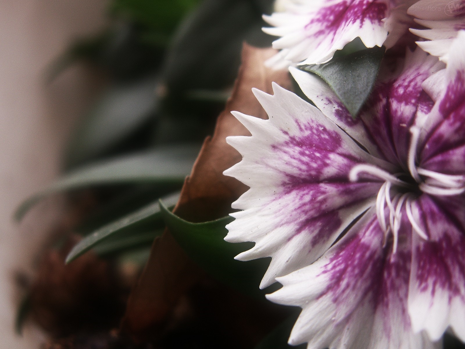 Close-up of purple and white dianthus flowers HD Wallpaper