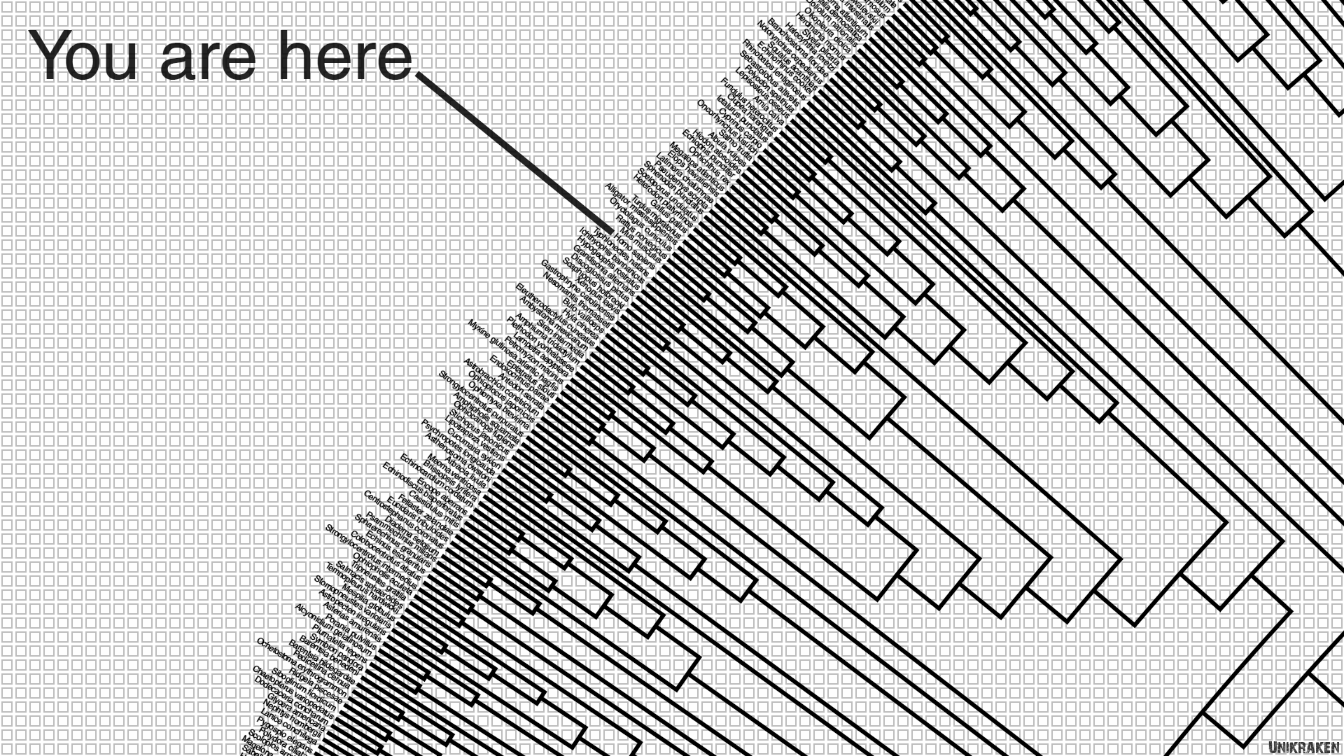 Evolutionary tree diagram with text 'You are here' HD Wallpaper