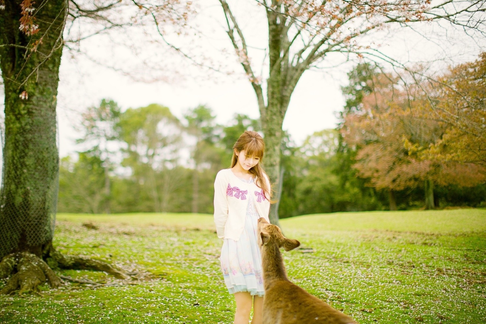 Woman interacting with a deer in a park HD Wallpaper