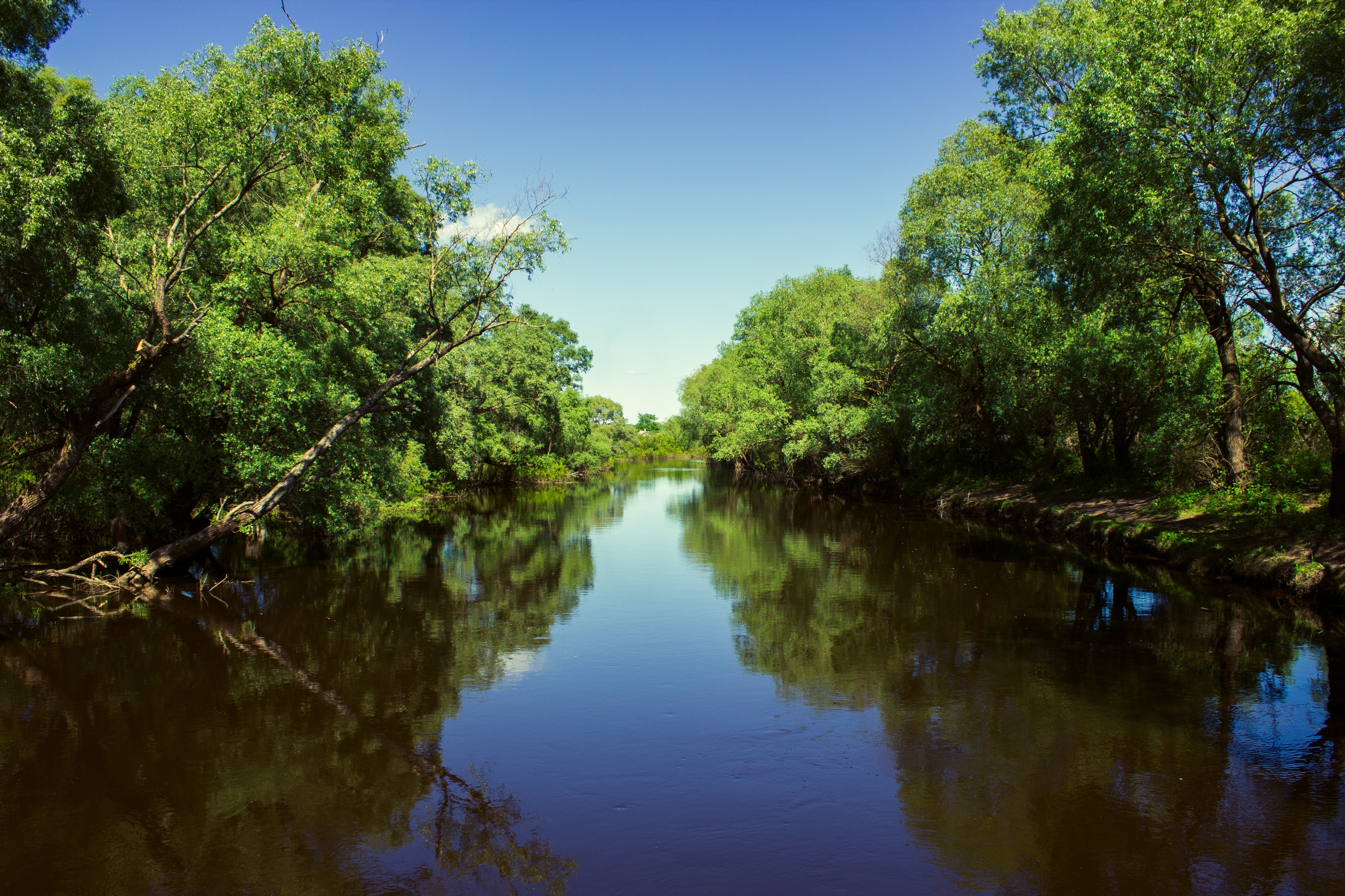 River flowing through a lush green forest under a clear blue sky HD Wallpaper