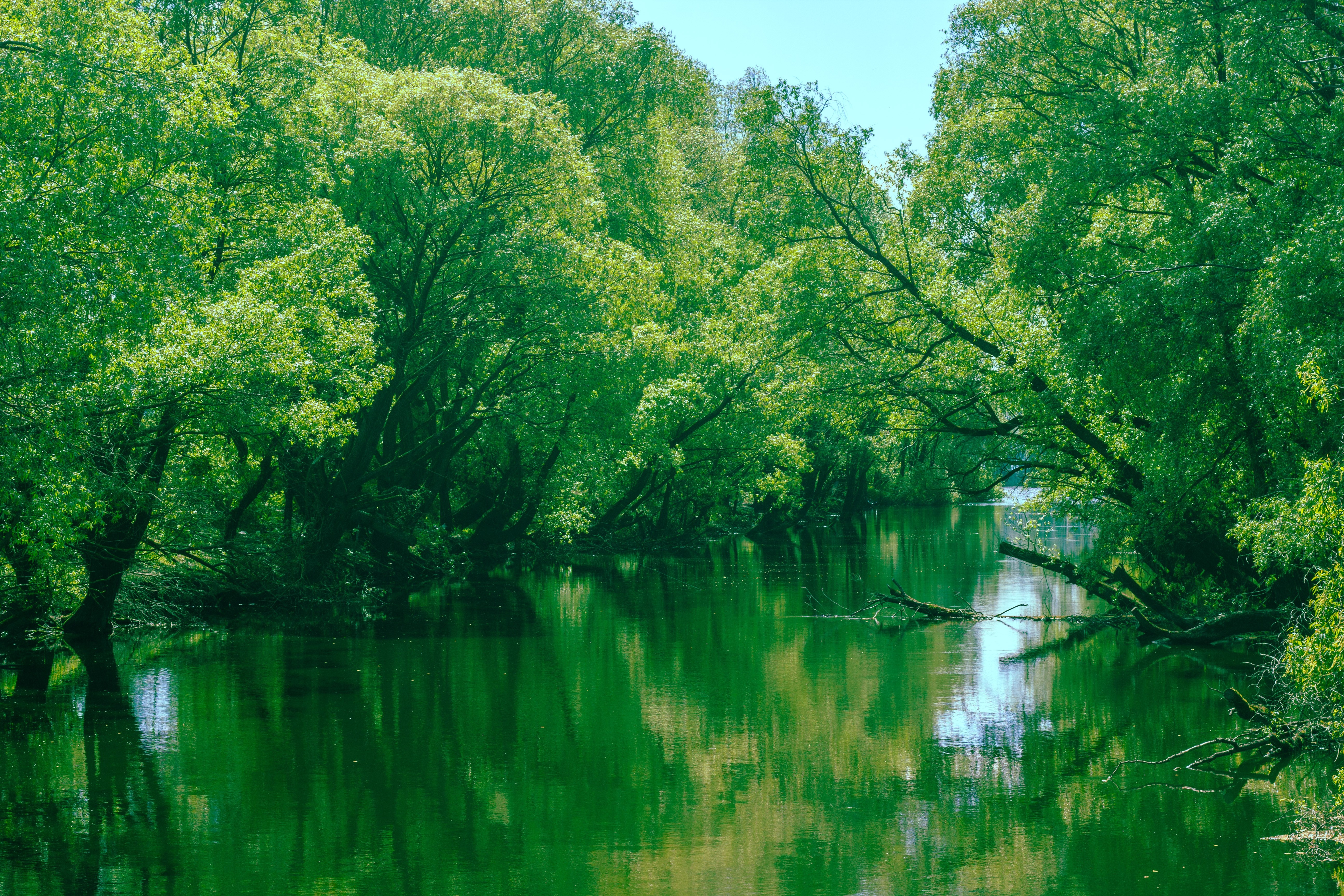 Green forest reflecting in a calm river HD Wallpaper