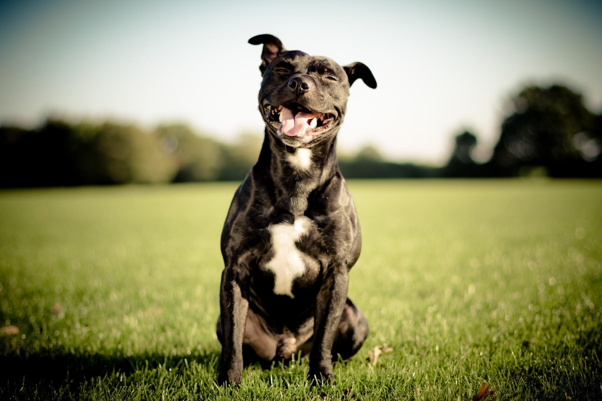 Happy black pit bull dog sitting in a grassy field HD Wallpaper