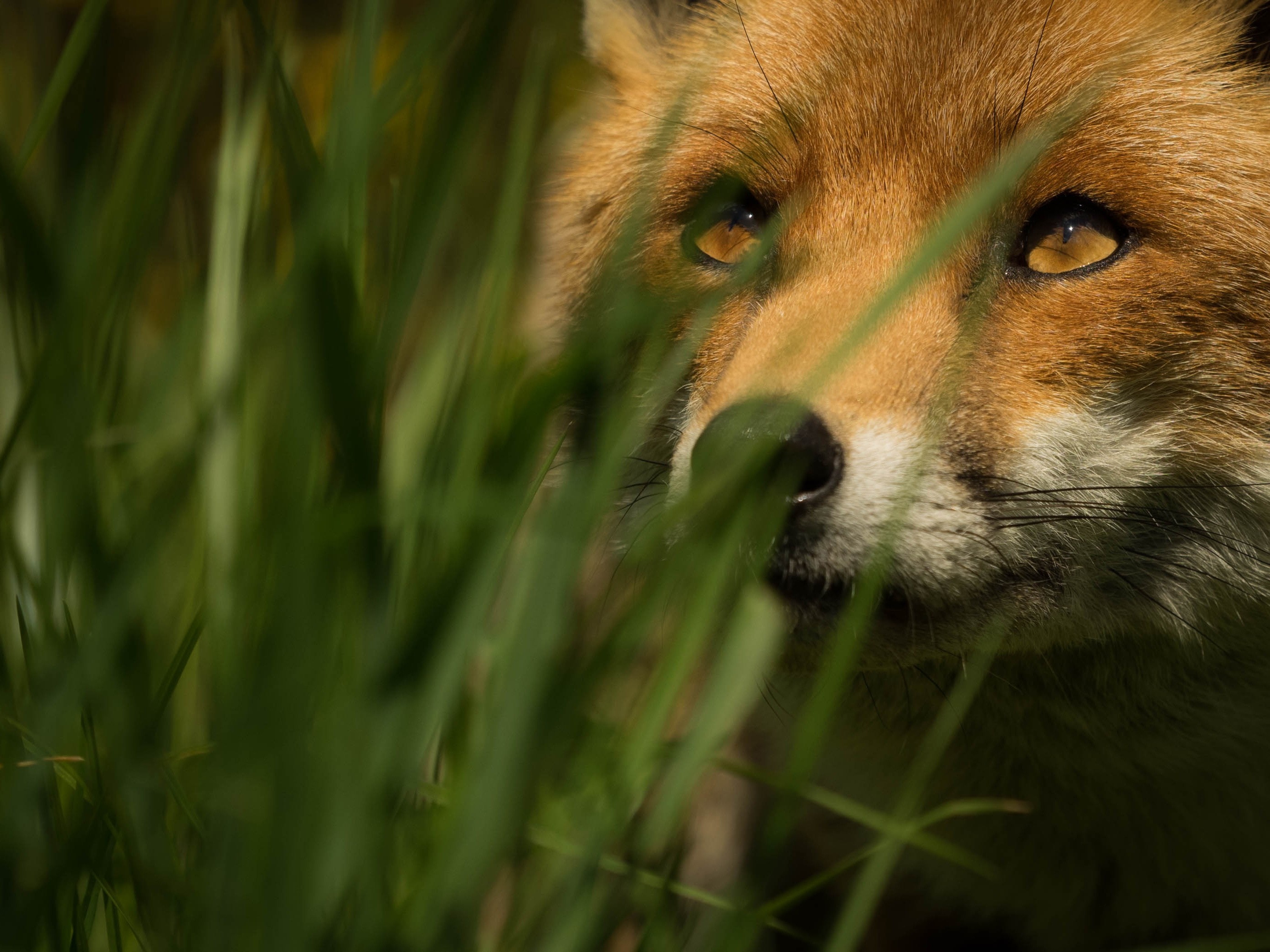 Close up of a red fox in tall green grass HD Wallpaper