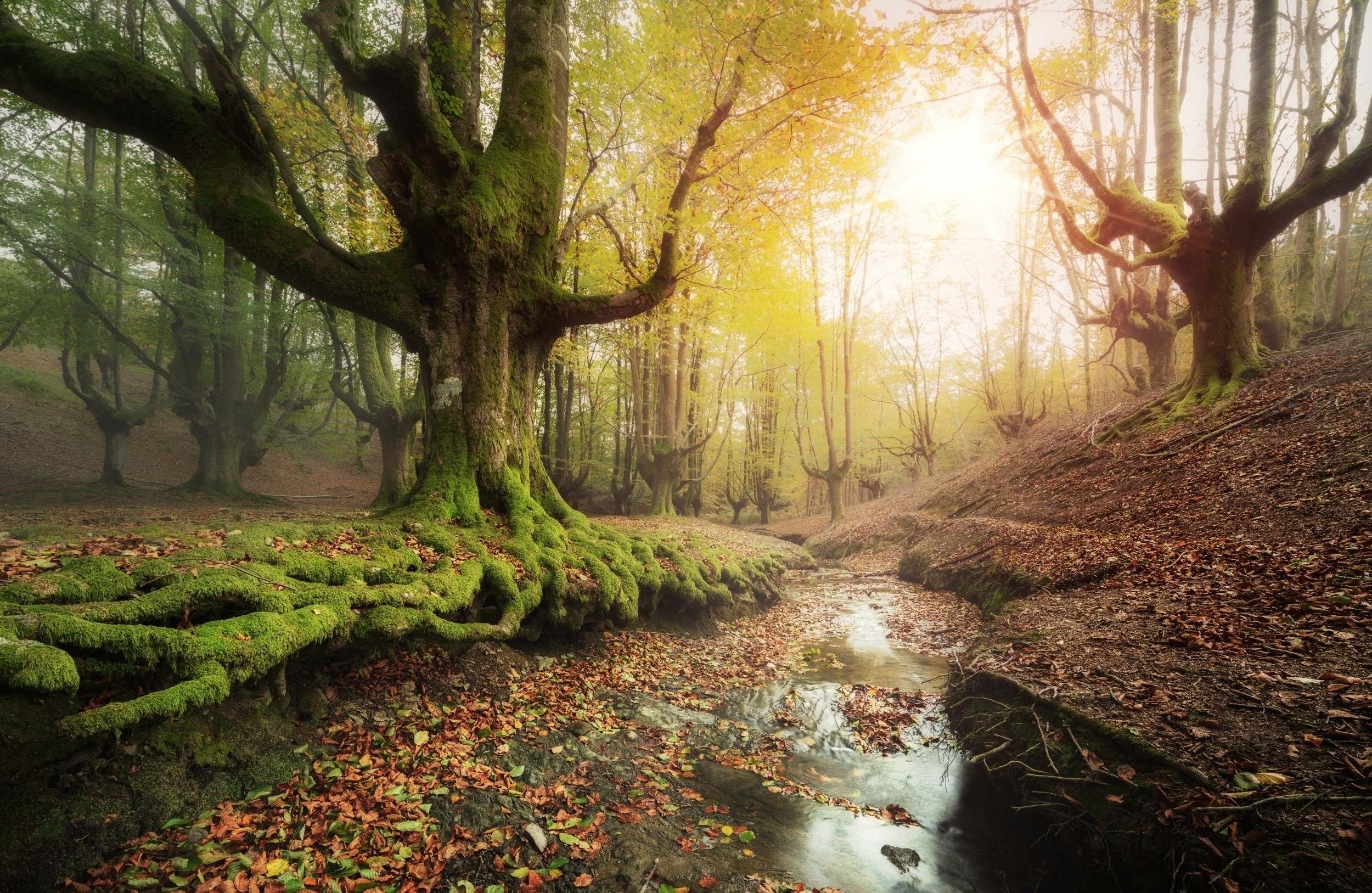 Moss-covered ancient trees and a stream in a foggy forest HD Wallpaper