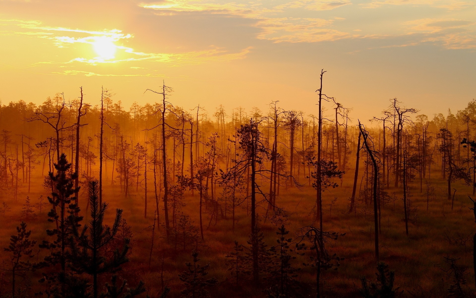 Sunrise over a misty forest with bare trees HD Wallpaper