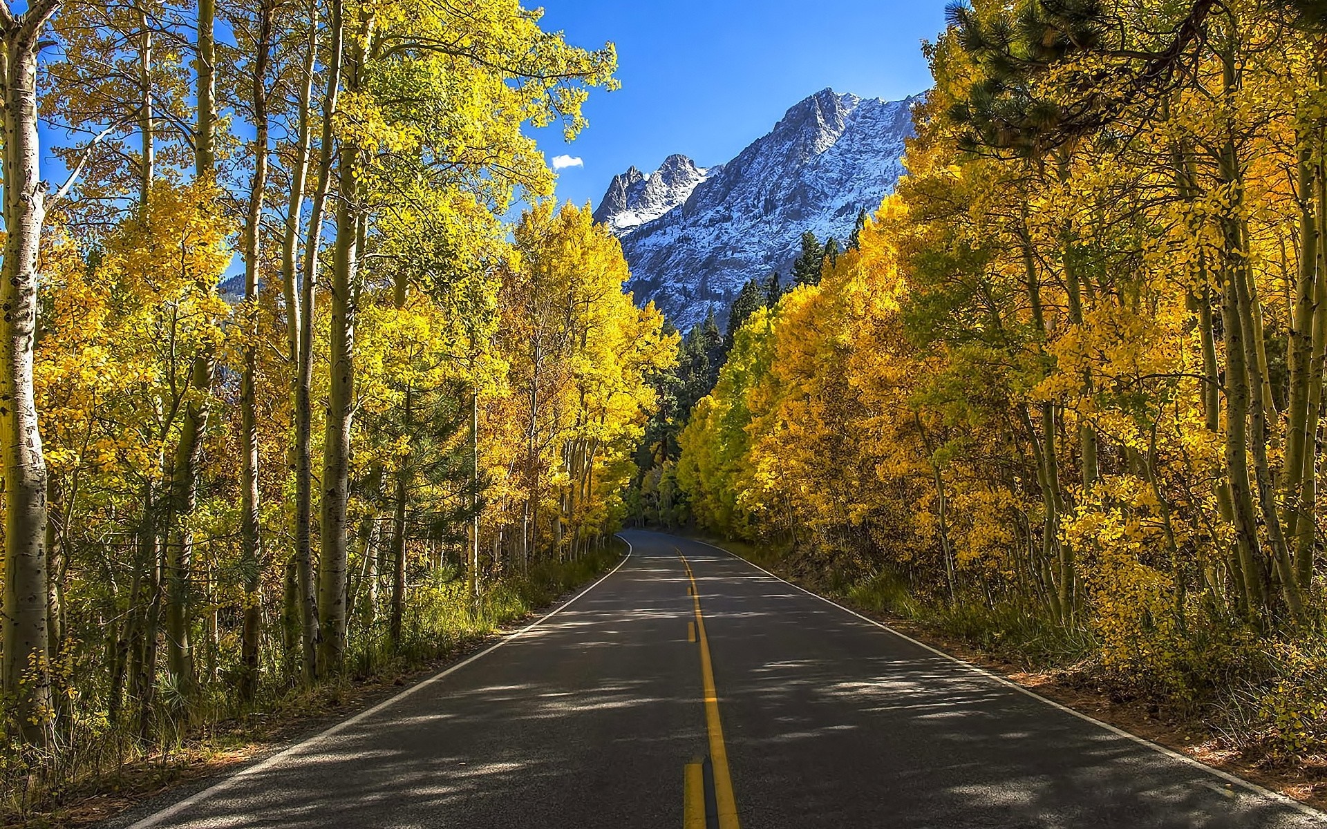 Road through autumn forest with snow-capped mountains HD Wallpaper